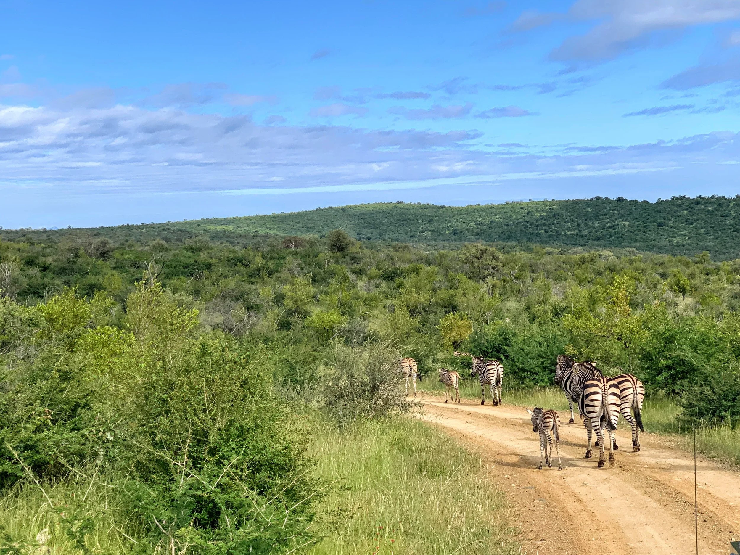 Zebras on the move in Madikwe game reserve in South Africa. February 2020. 