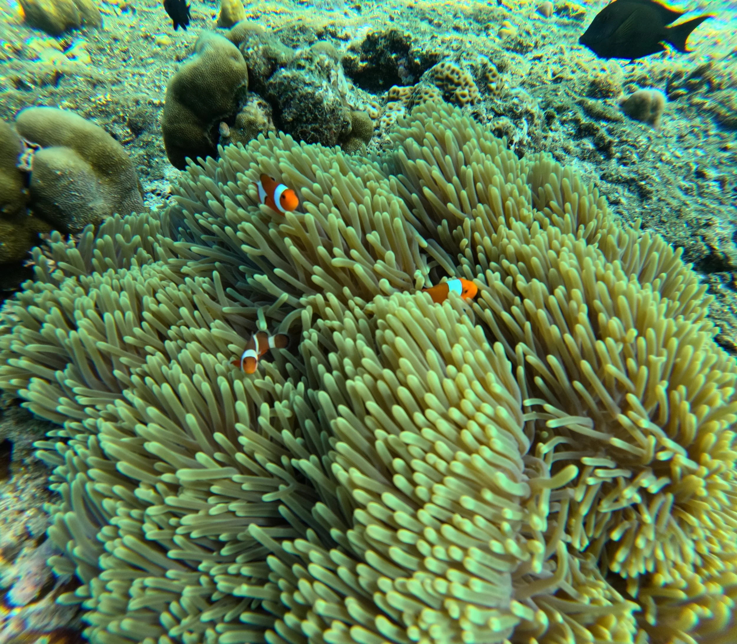 Clownfish seen while snorkeling off Menjangan Island, Bali, Indonesia. This was a really cool day out, but all the plastic in the water was heartbreaking. April 2025. 