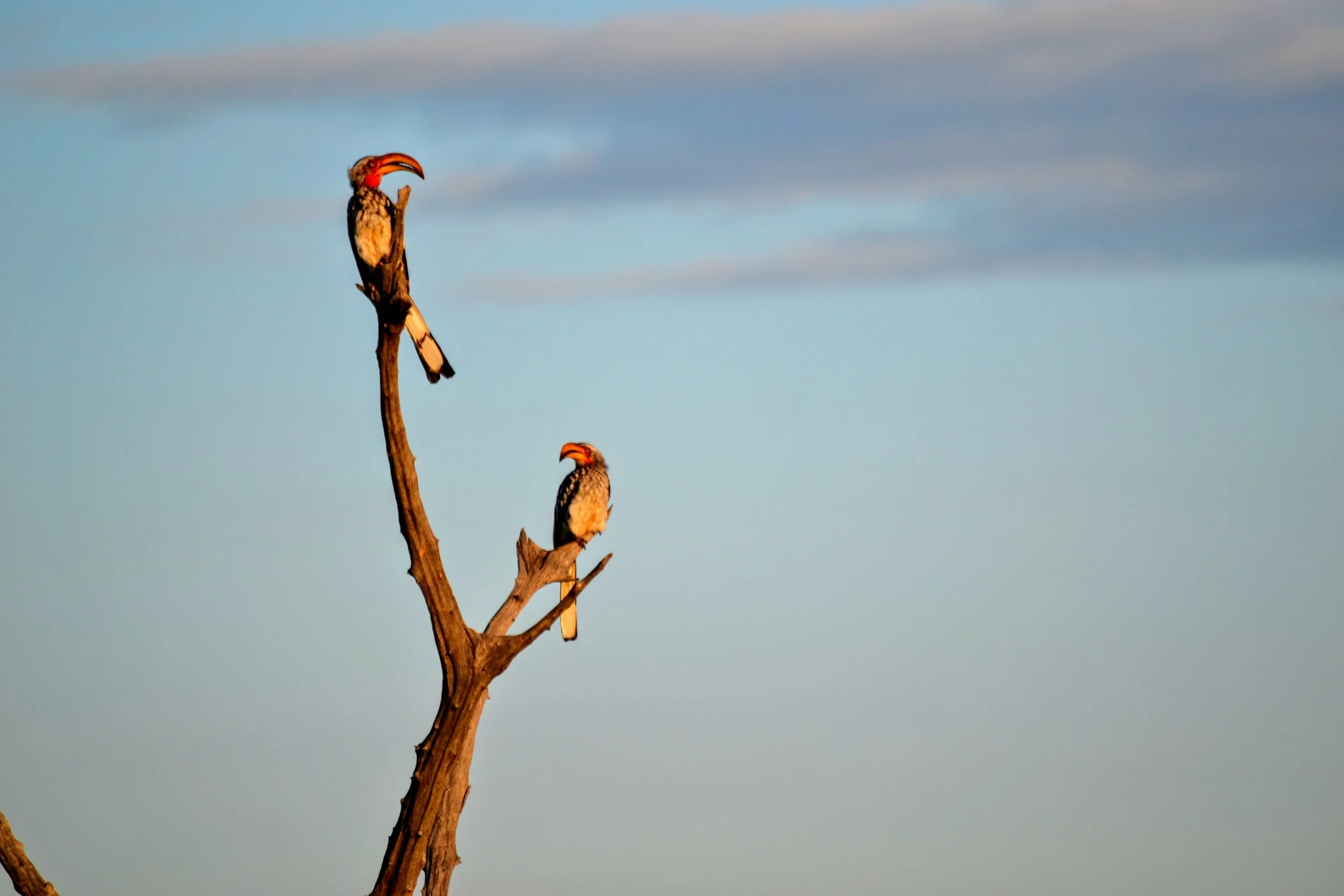 Two hornbills of some kind. Madikwe Game Reserve, South Africa. February 2020. 
