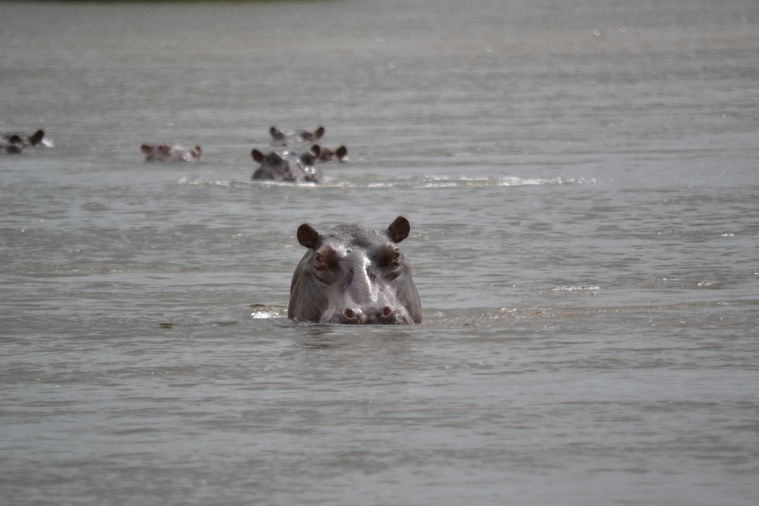 Hippos on the move in the Kavango River in Namibia (it's the Okavango in Botswana). February 2026.
