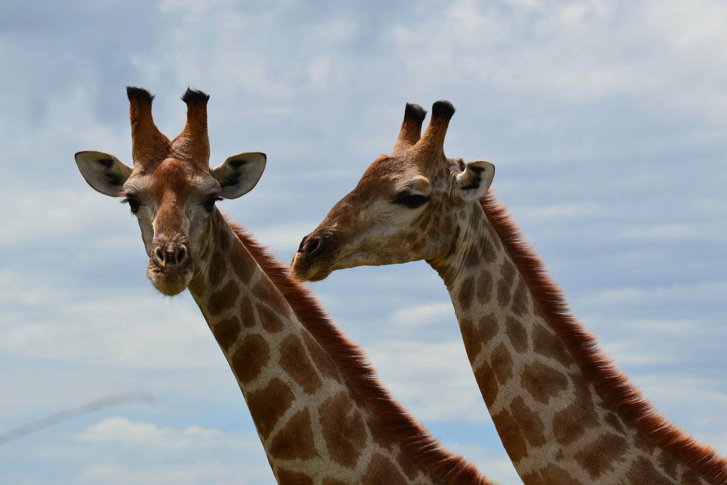 Howdy. This is in Namibia or Botswana. We saw SO MANY giraffes. They're fabulous animals. February 2026. 