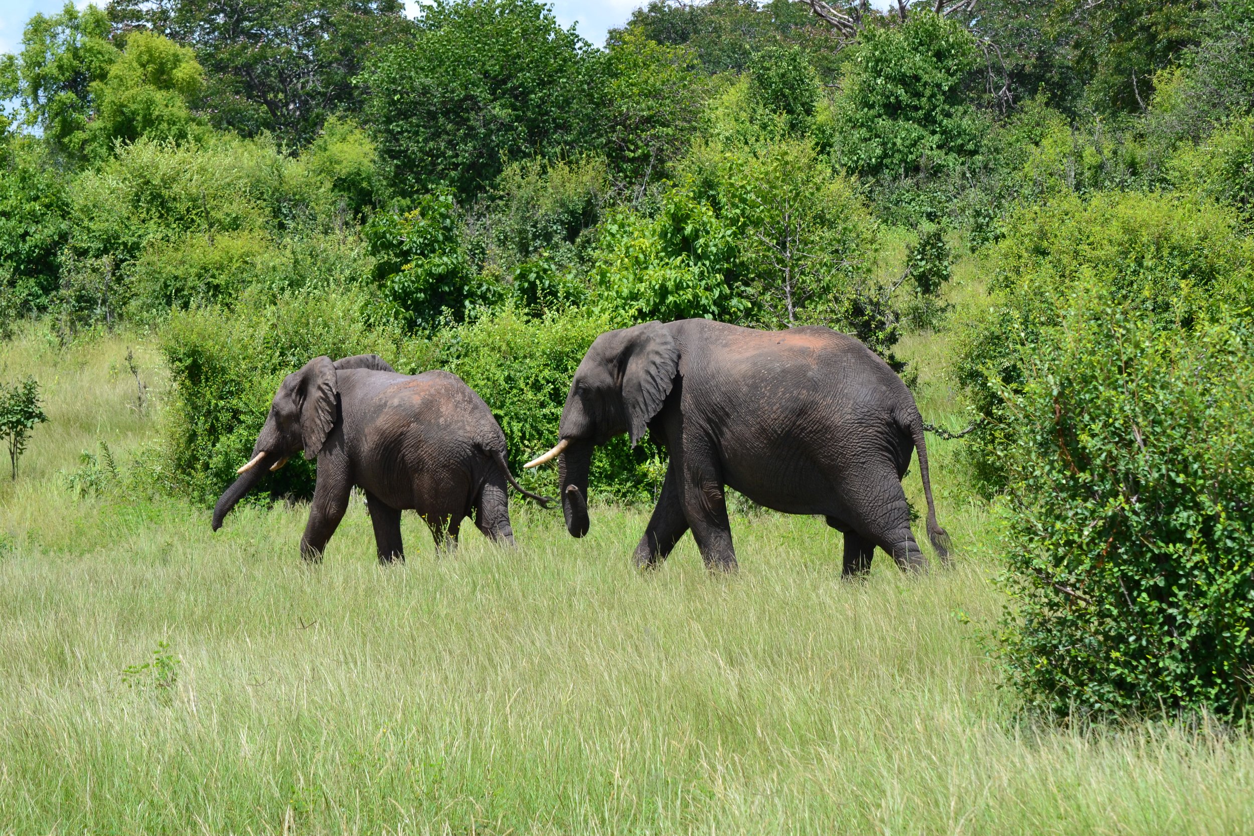 Elephants on the move in Chobe National Park, Botswana. February 2026. 
