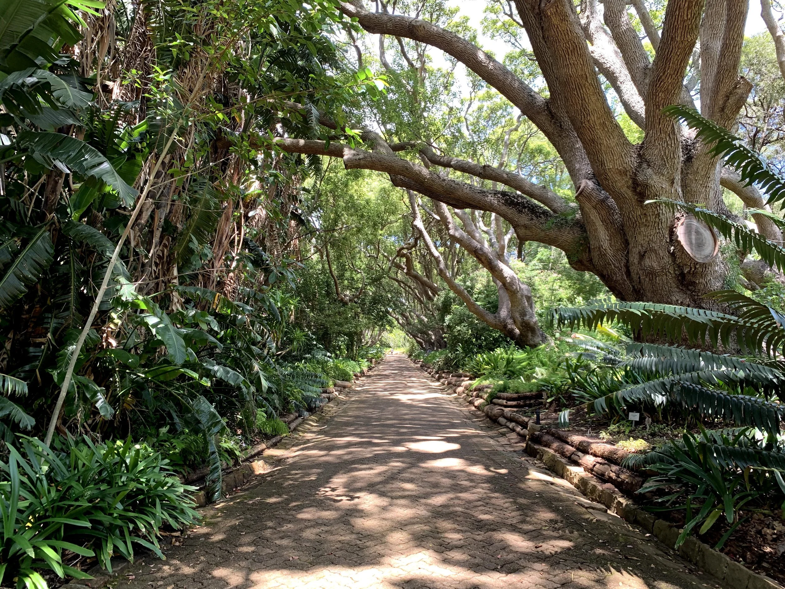 Kirstenbosch National Botanical Garden, Cape Town, South Africa. I love botanic gardens and visit them on my travels whenever possible. February 2020. 