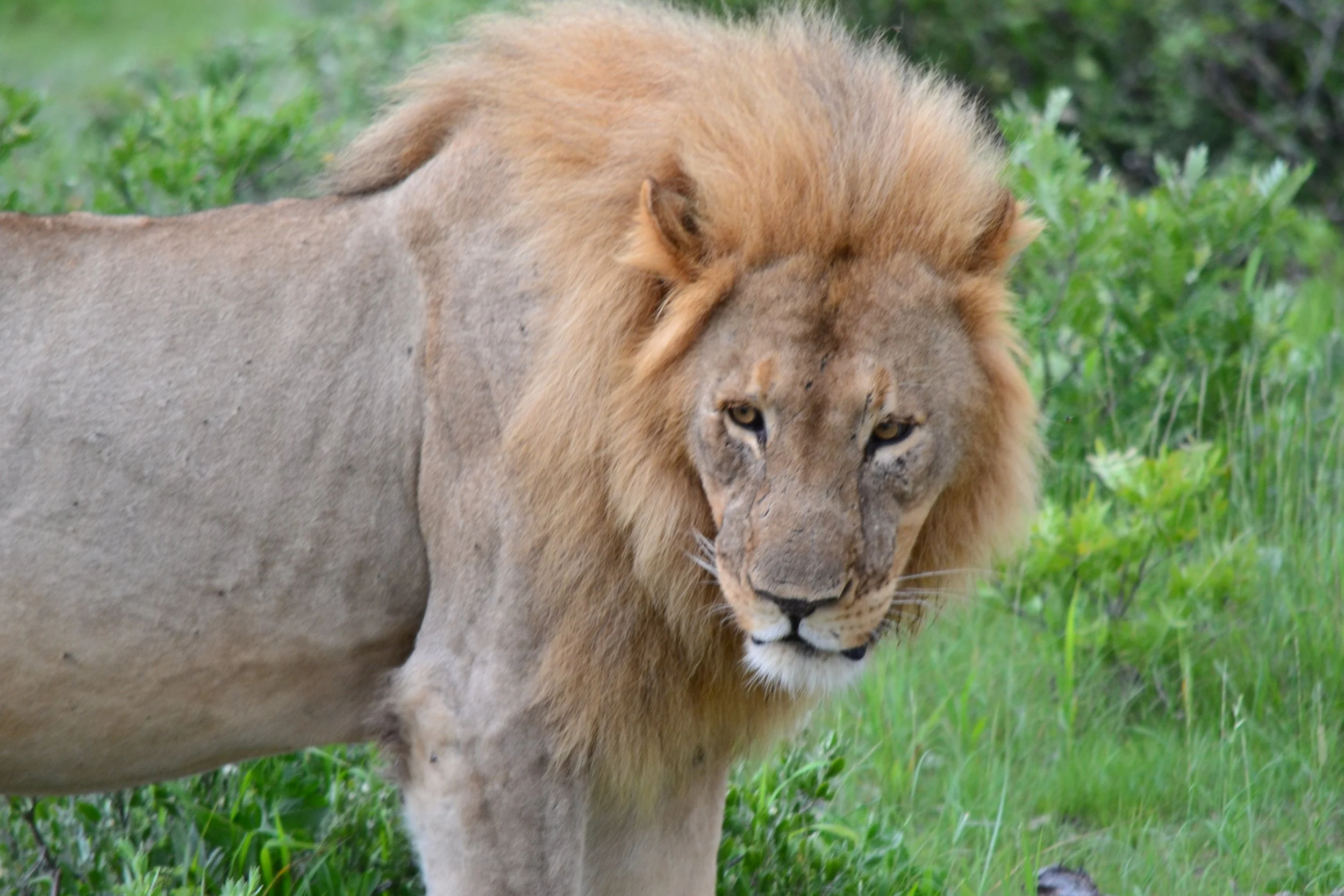 A relaxed male lion surveying his pride in Onguma Nature Reserve, Namibia. February 2026. 