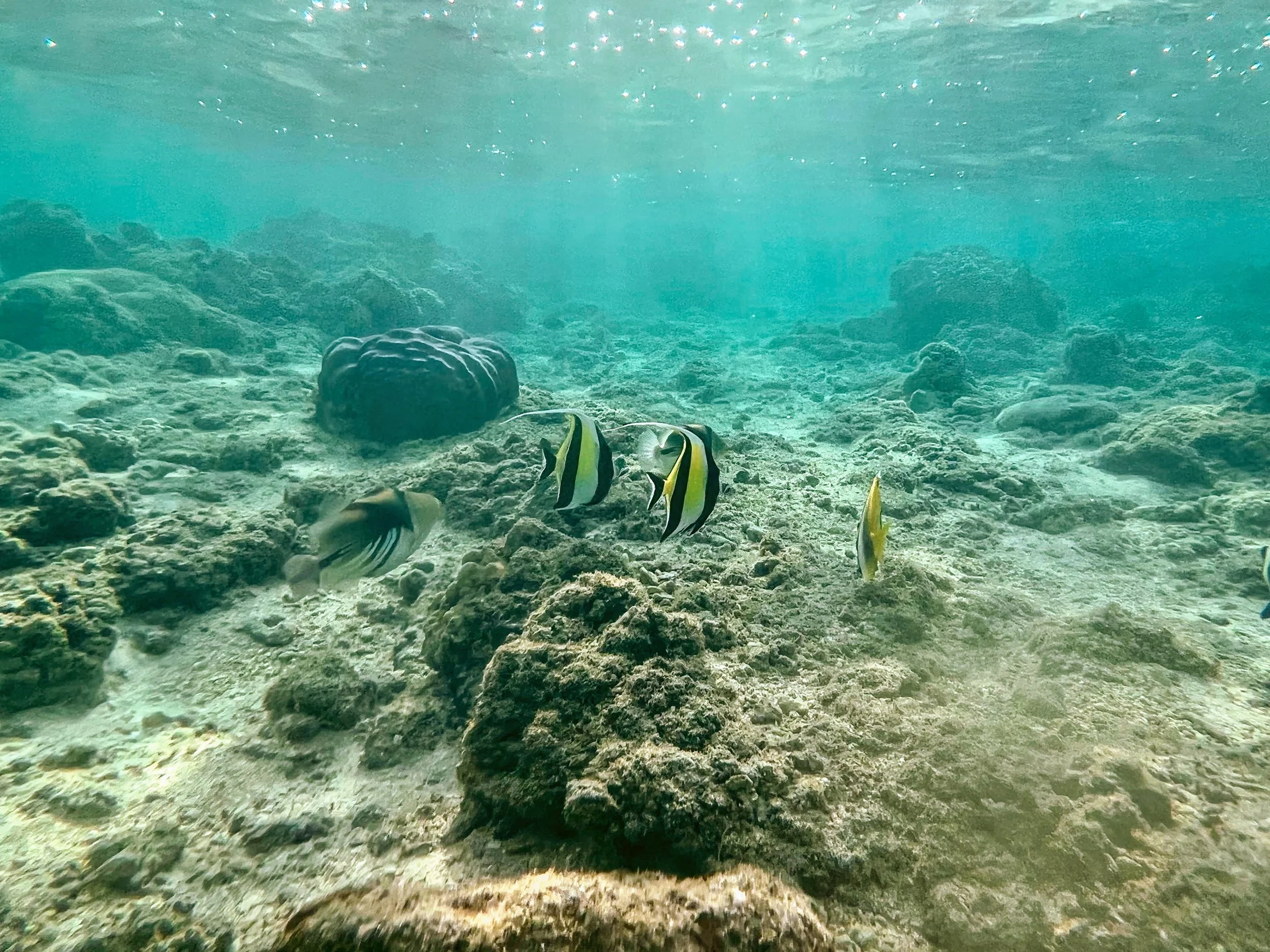 Snorkeling near Saint-Gilles les Bains, in Réunion, France. La Réunion is a small island off the coast of Madagasacar that is fully part of France. November 2022. 