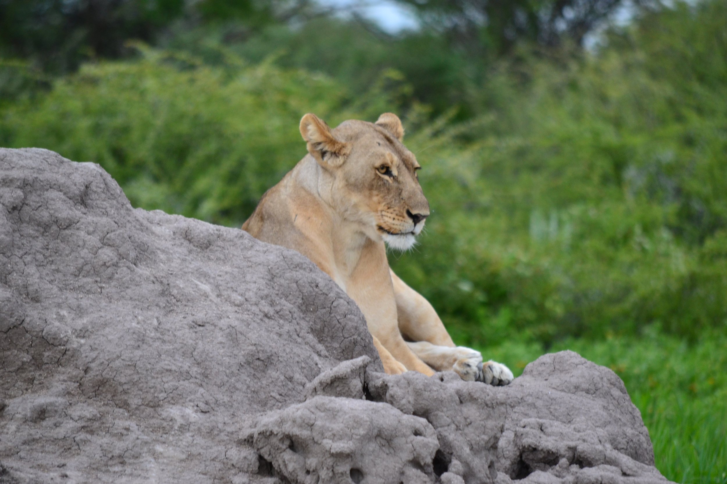 One of 10+ lions resting on a termite mound in Etosha National Park, Namibia. February 2026.