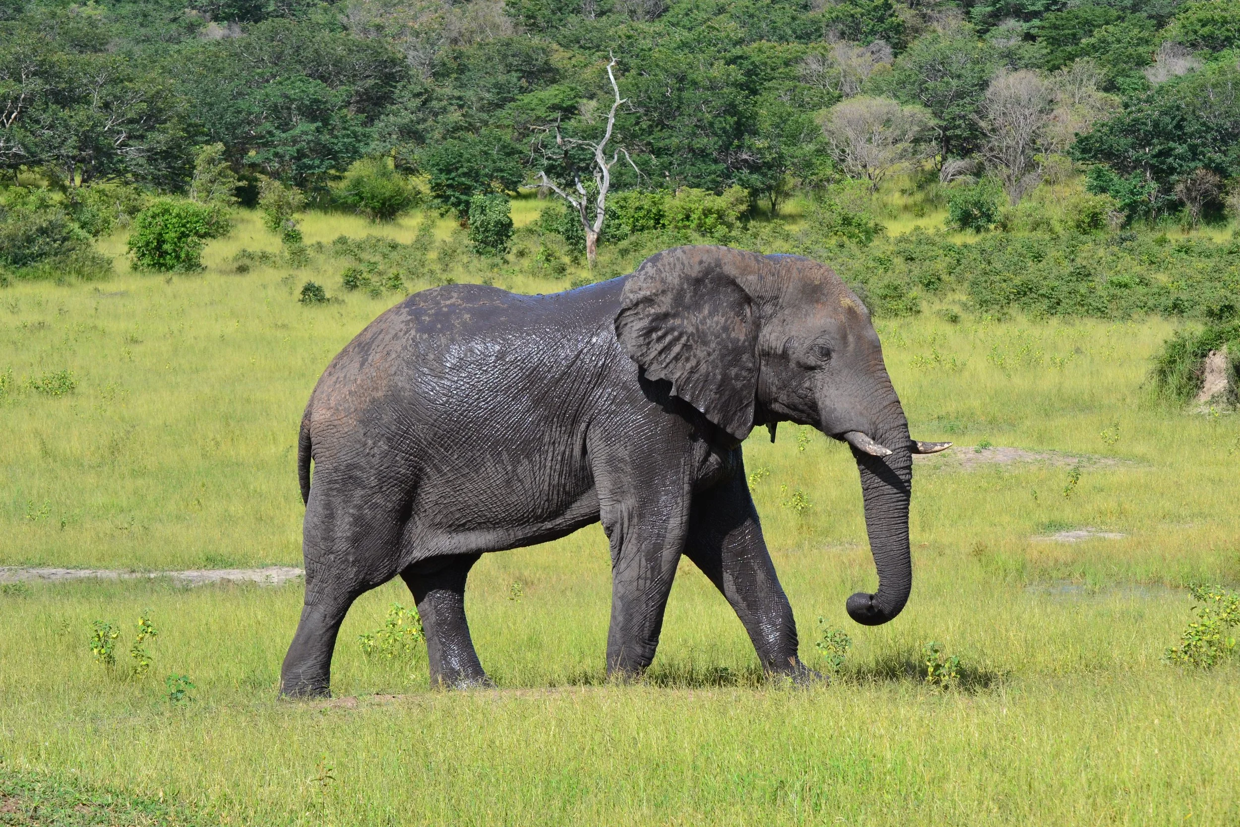We were so lucky to see so many elephants in Chobe National Park in Botswana. A real birthday treat for me! February 2026. 
