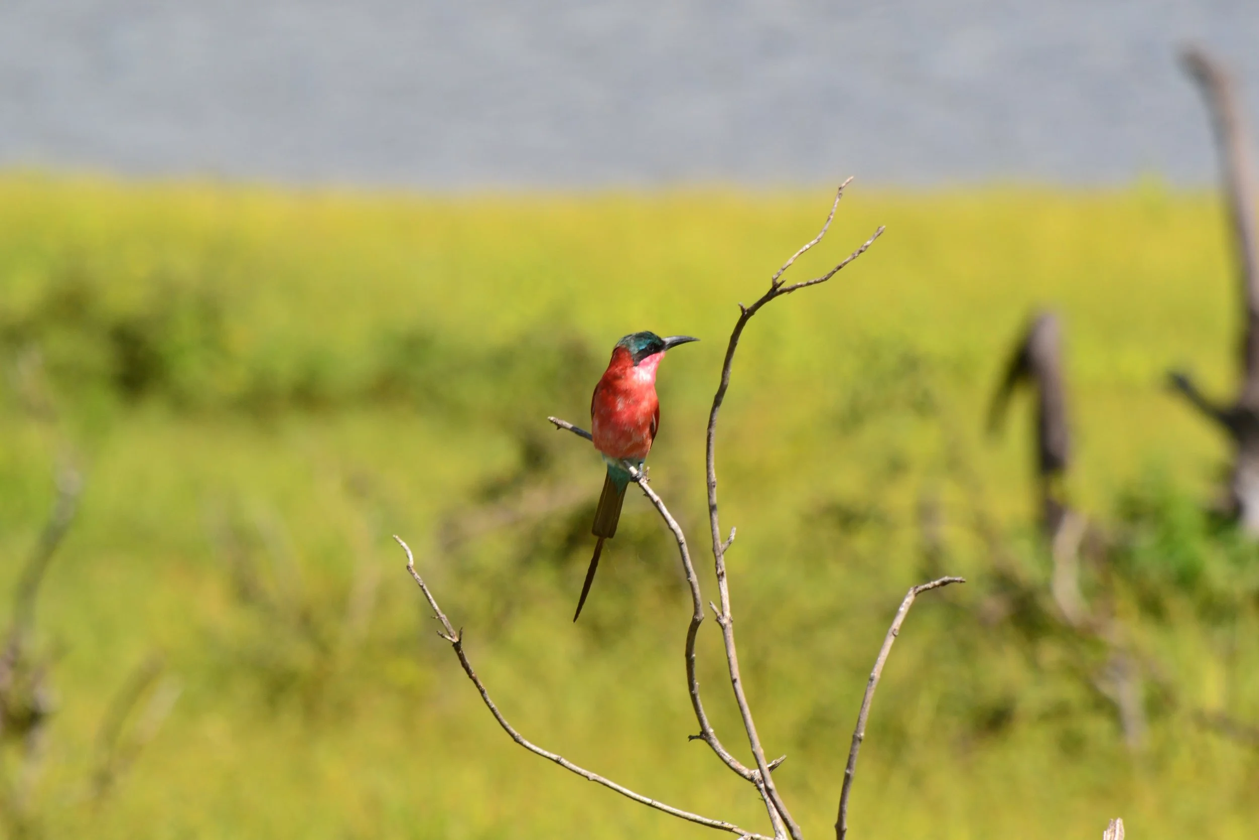 A Southern Carmine Bee-eater in Chobe National Park, Botswana. February 2026. 