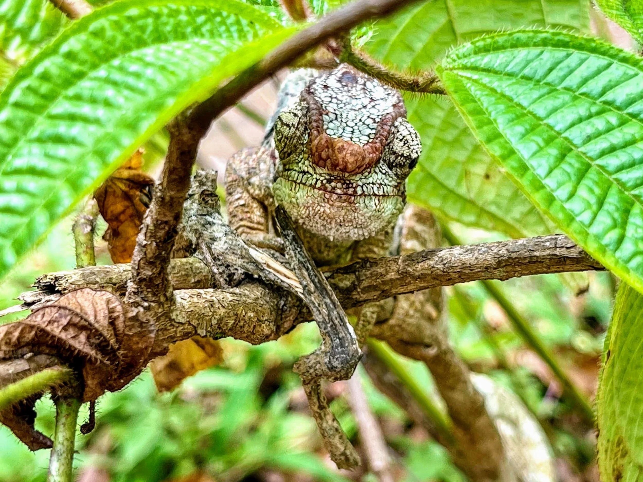 An unimpressed chameleon, just chillin'. Madagascar. November 2022. 