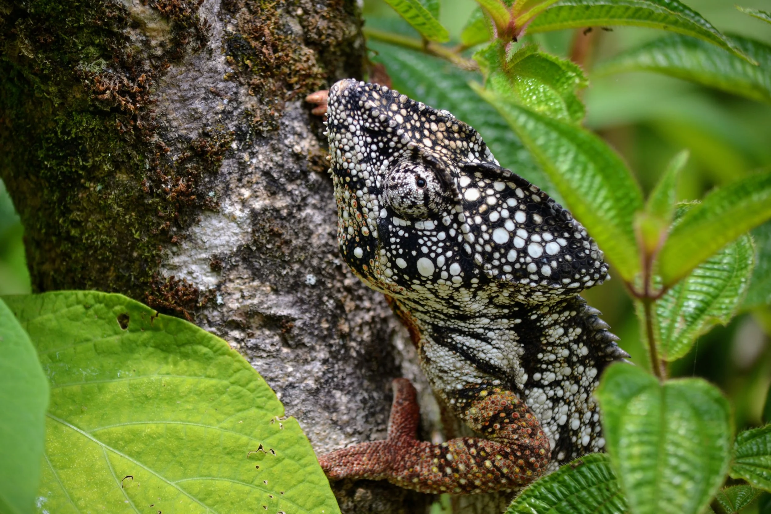 I never knew how much I loved chameleons until I saw so many of them in Madagascar. November 2022. 