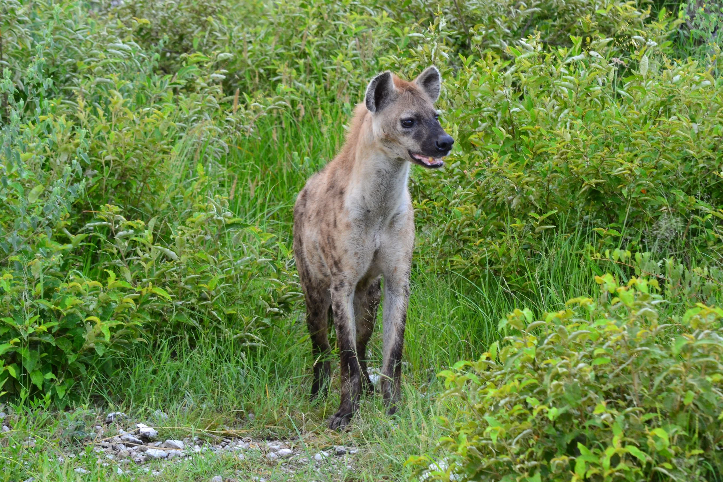 Really cool to see a hyena. Also, thanks to "The Lion King" I can't help but think of them as evil. Thanks, Disney! Chobe National Park, Botswana. February 2026. 