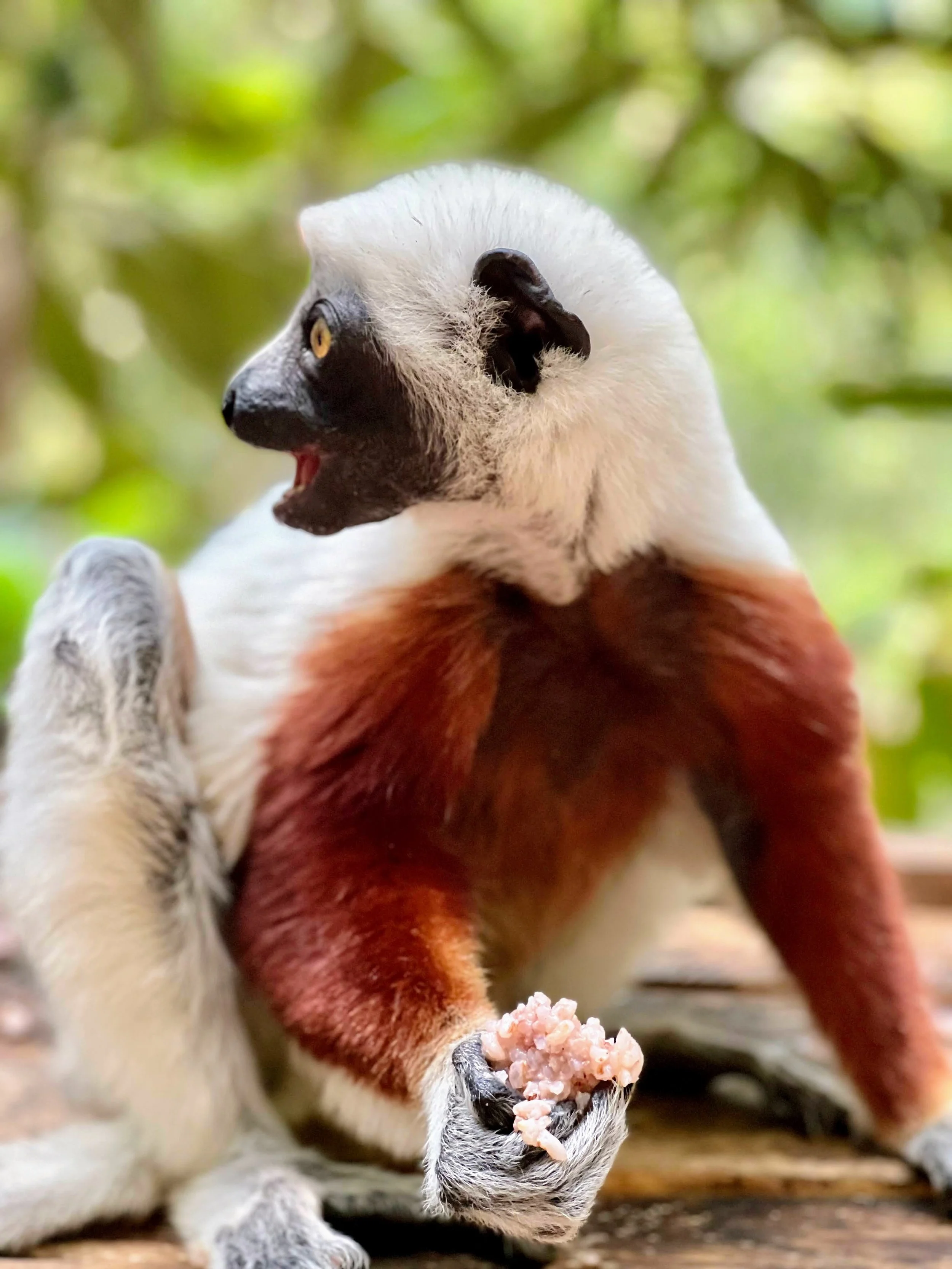 A lemur (Coquerel's Sifaka, I think) in Madagascar. November 2022.