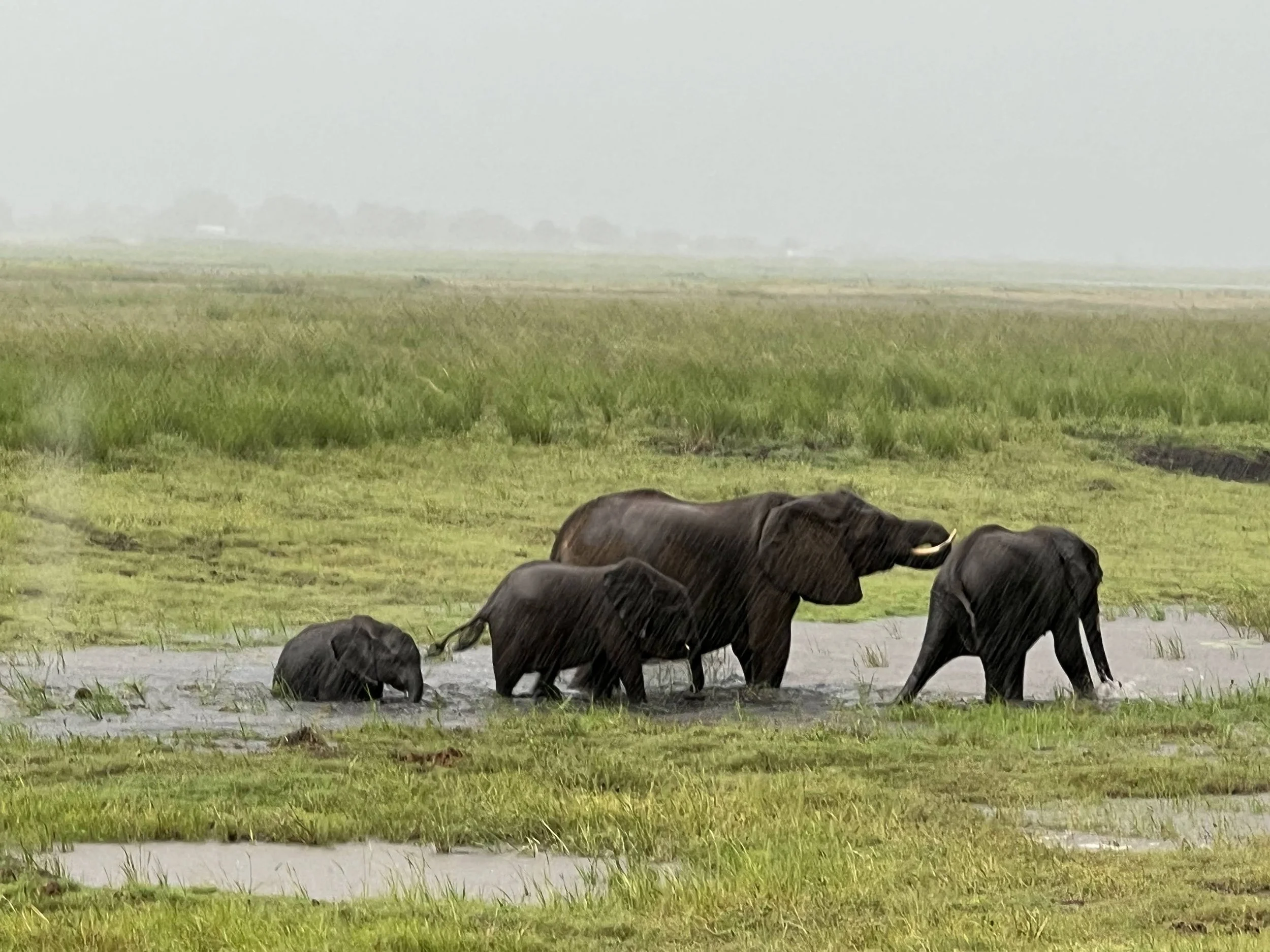 The elephants eventually moved on from their bathing. Chobe National Park. February 2026. 