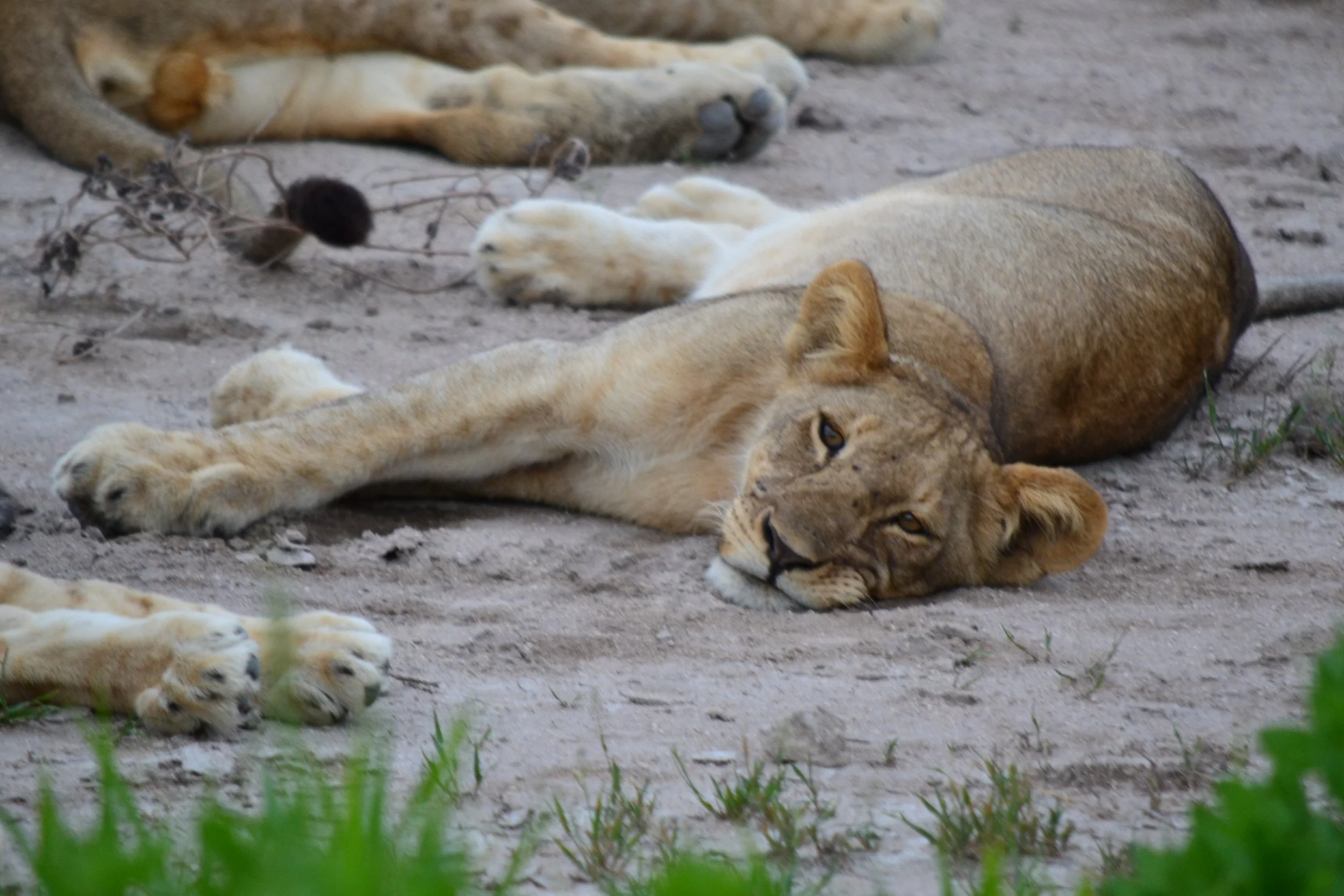 Sleepy, post-meal lion cub in Etosha National Park, Namibia. February 2026. 