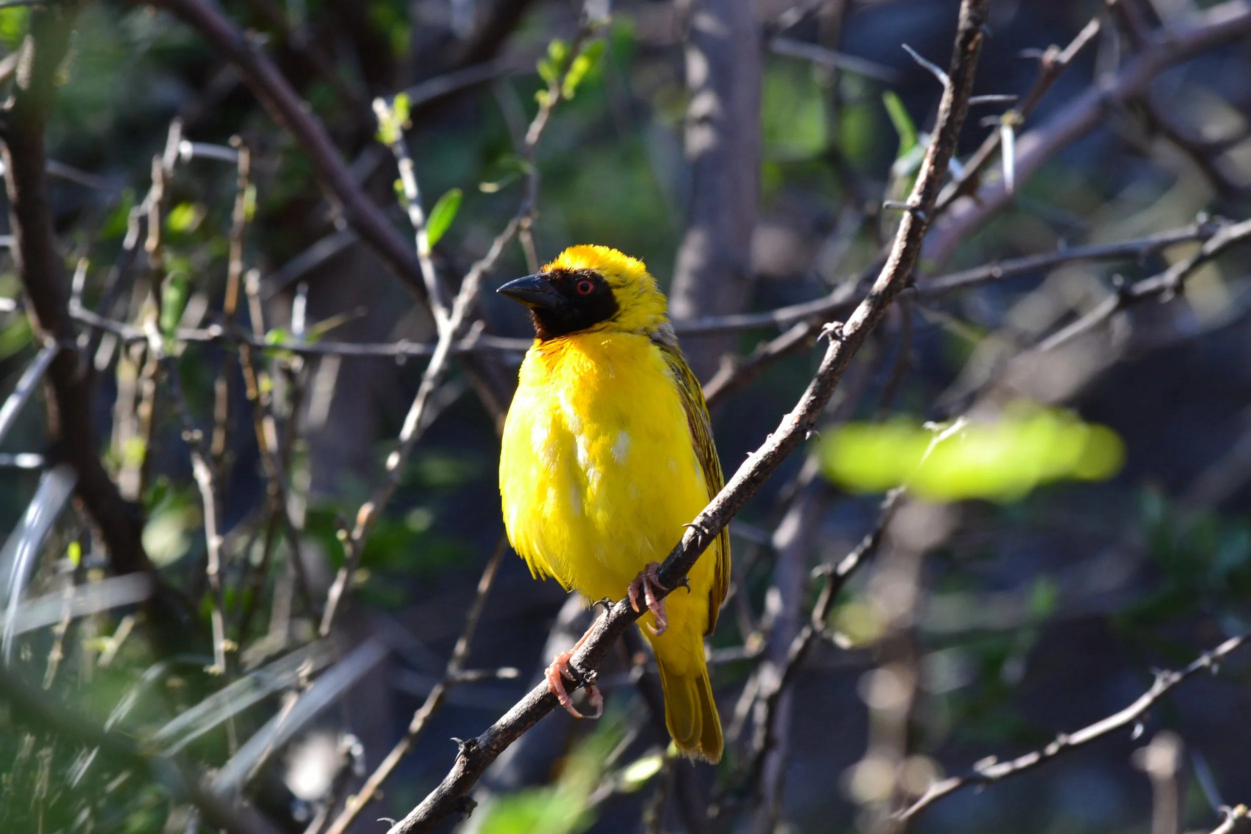 Southern Masked Weaver at Elephant Sands Lodge, Botswana. February 2026. 