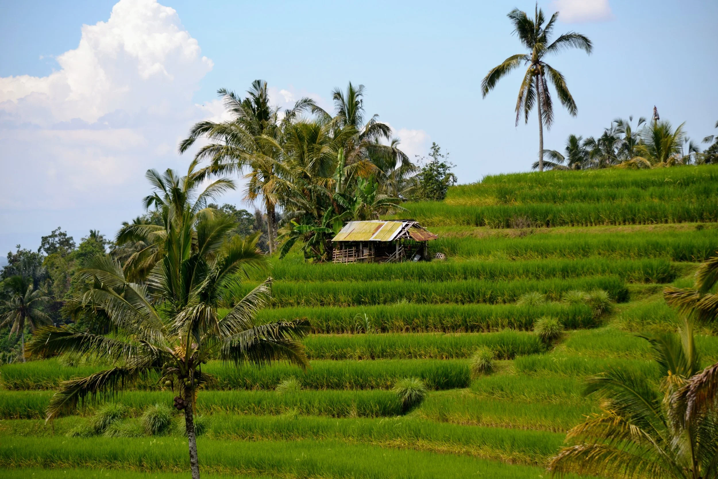Jatiluwih rice fields in Bali, Indonesia. April 2025. 