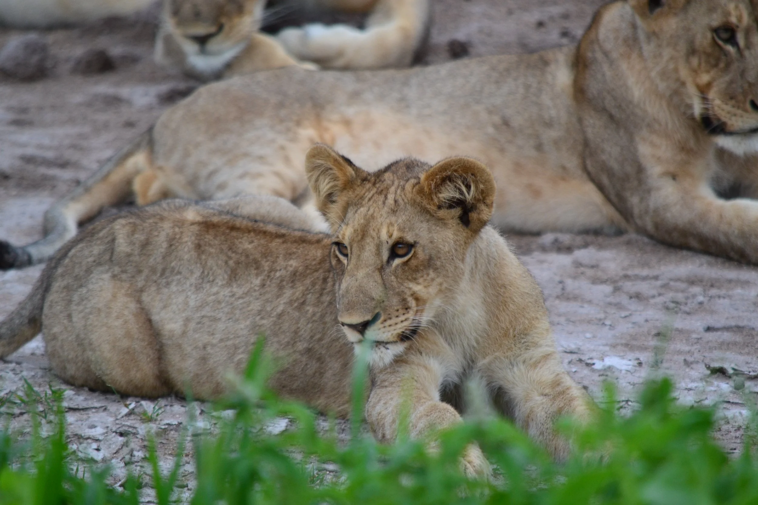 One of 10+ lions resting on a termite mound in Etosha National Park, Namibia. February 2026.