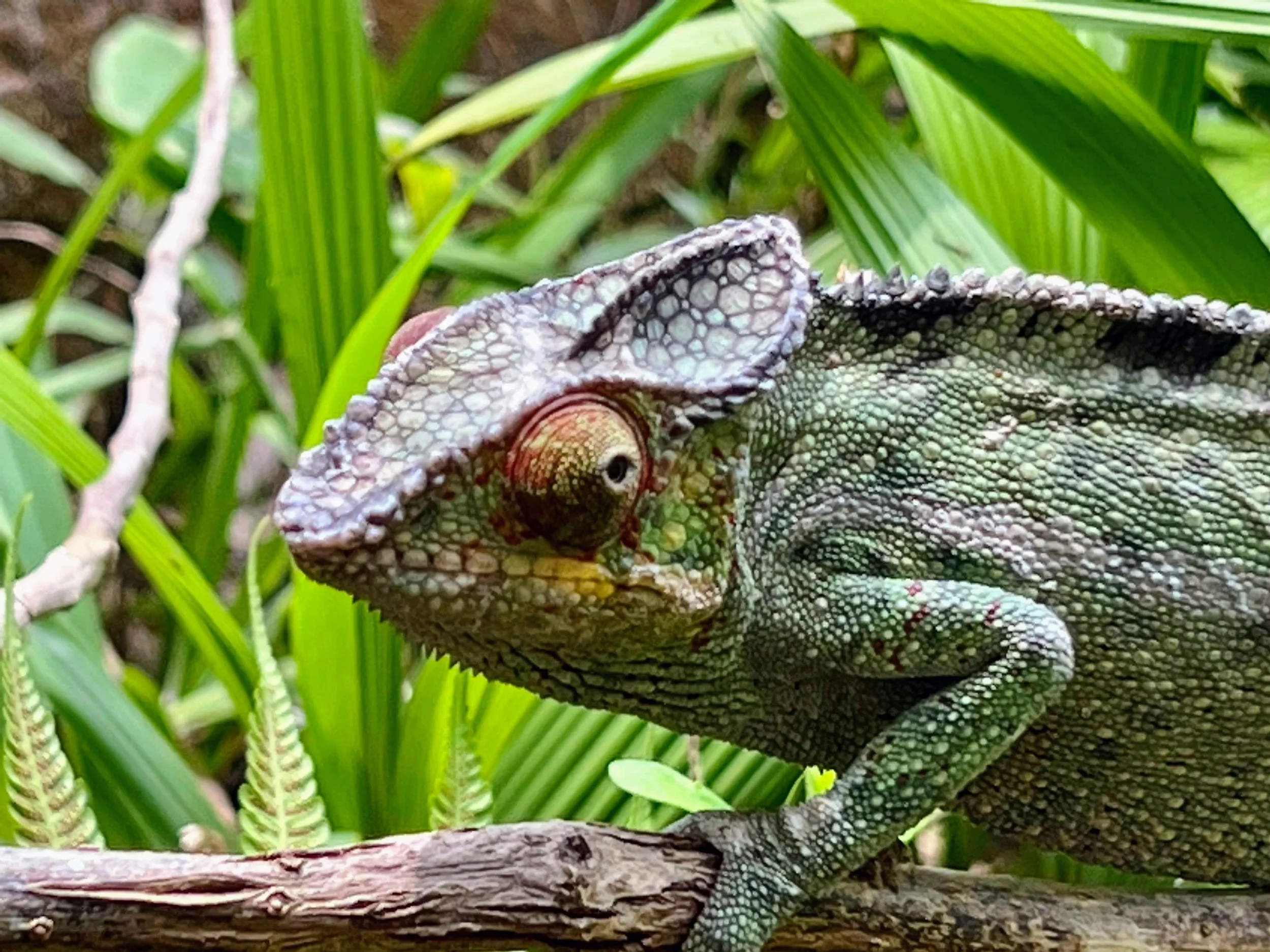 "Yes, I'm looking at you and I am not impressed." Madagascar. November 2022. 