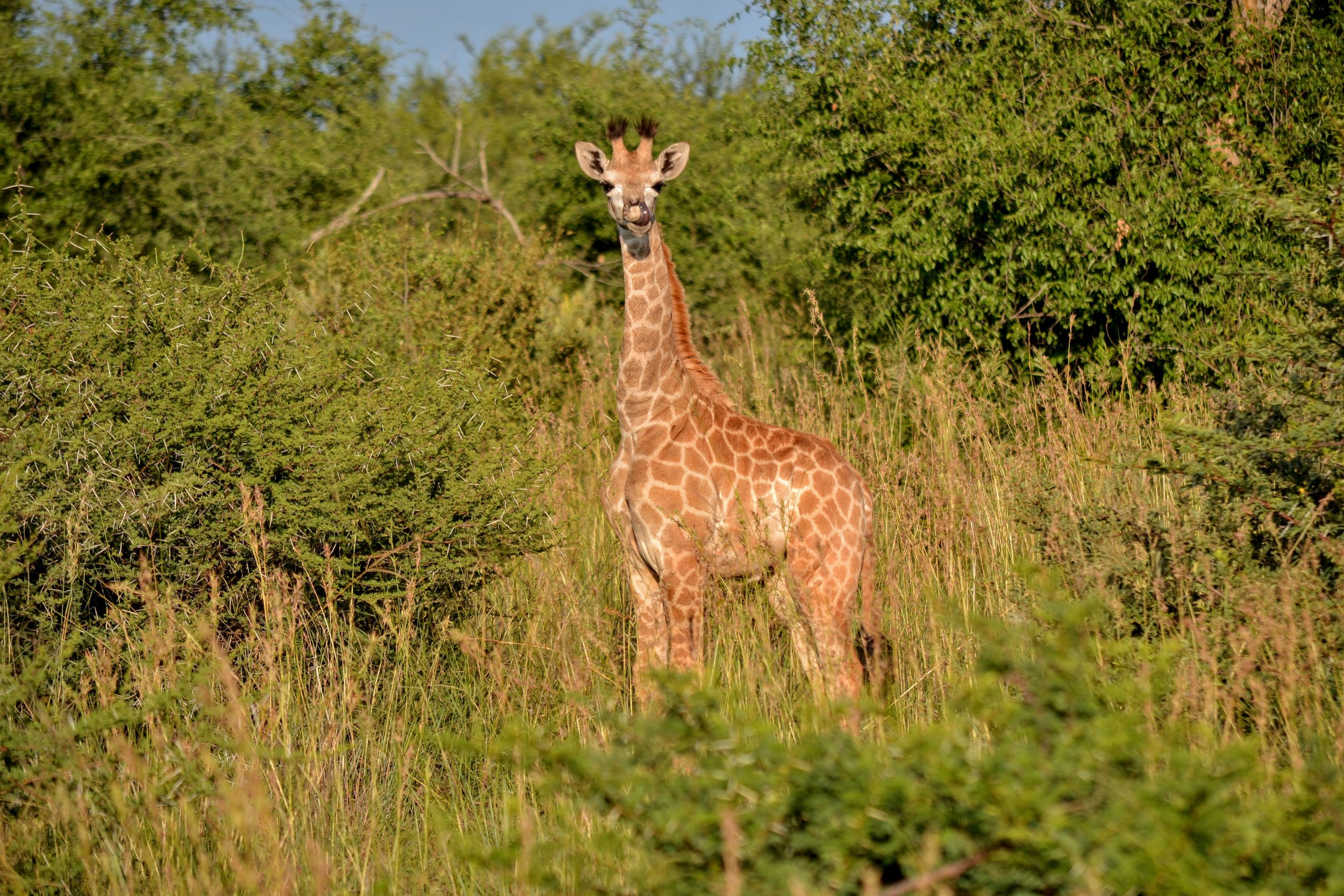 Baby giraffes are so cute! Madikwe Game Reserve, South Africa. February 2020. 