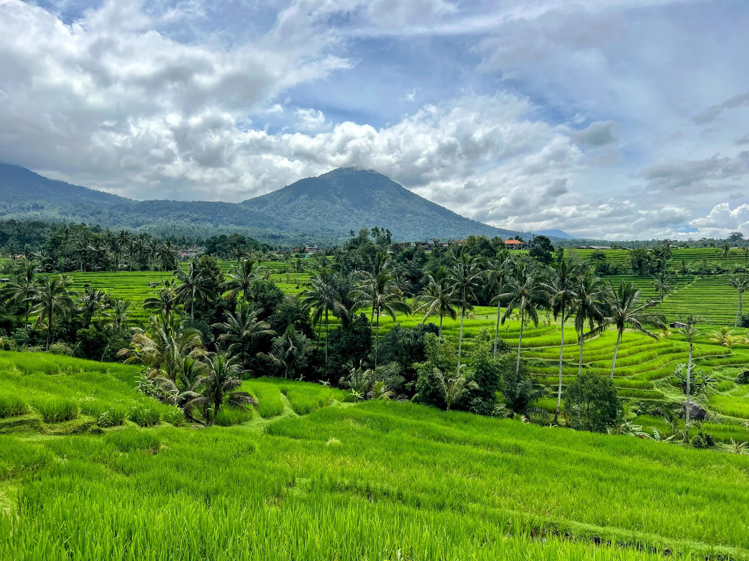 Jatiluwih rice fields in Bali, Indonesia. April 2025. 