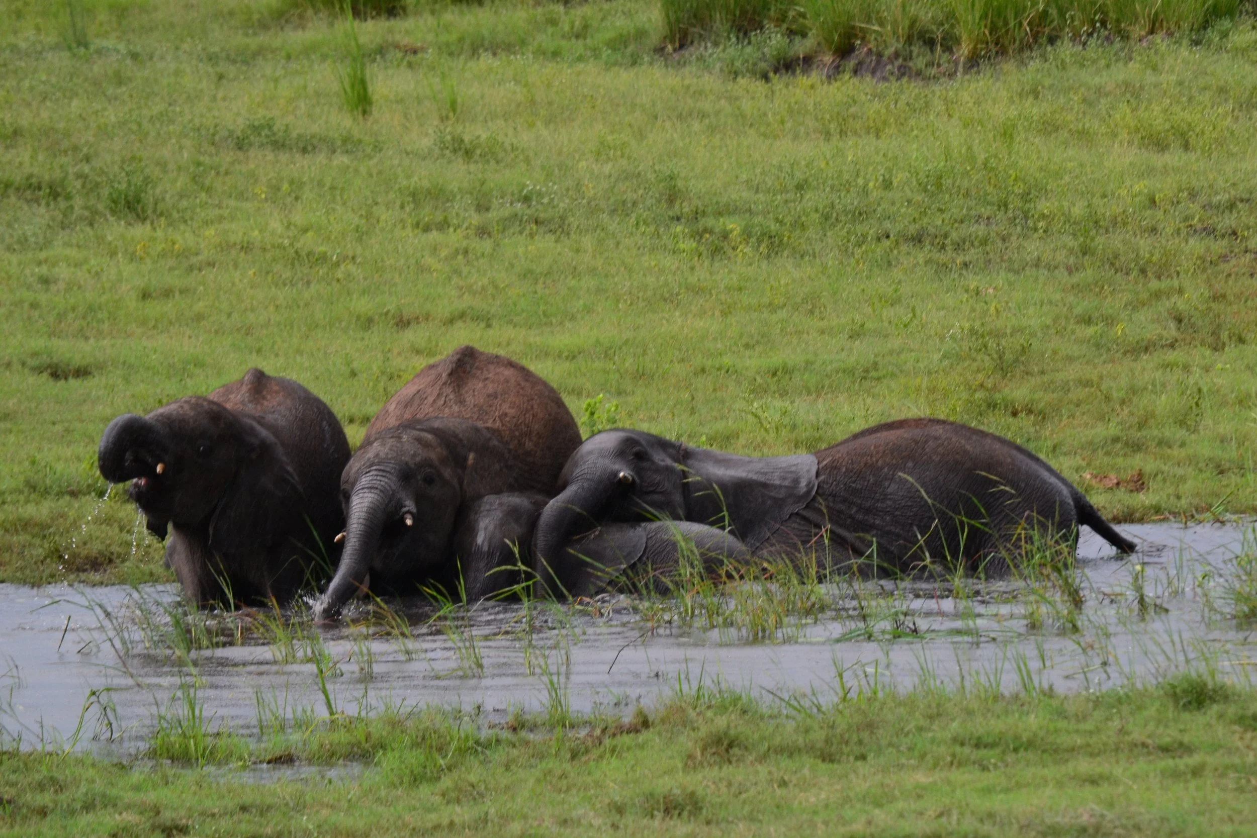 A pile of elephants bathing in a stream in the rain. They were so much fun to watch. Chobe National Park. February 2026. 