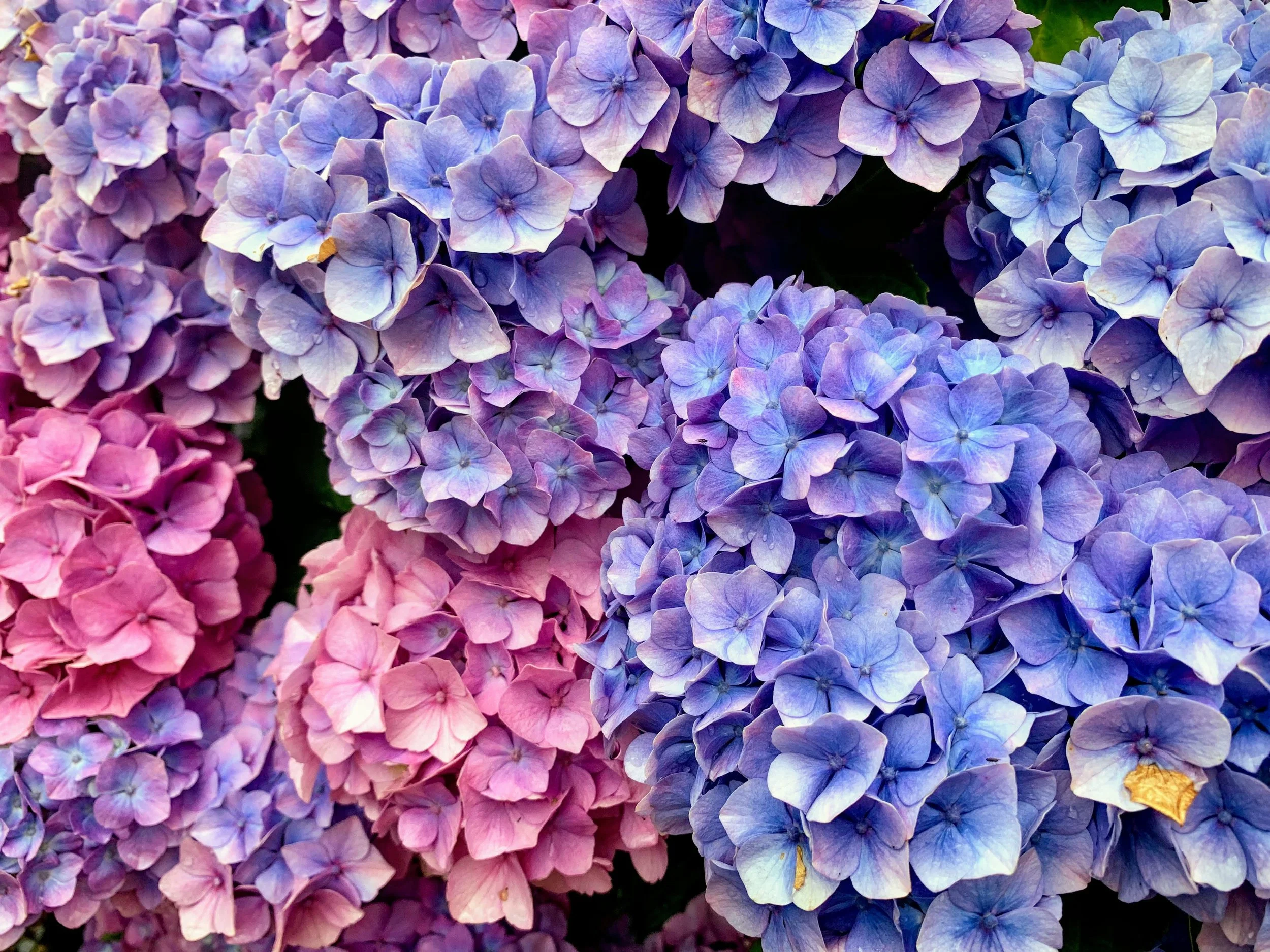 Ireland has fabulous hydrangeas. I have no idea when this was taken but it was likely taken in Dublin. 