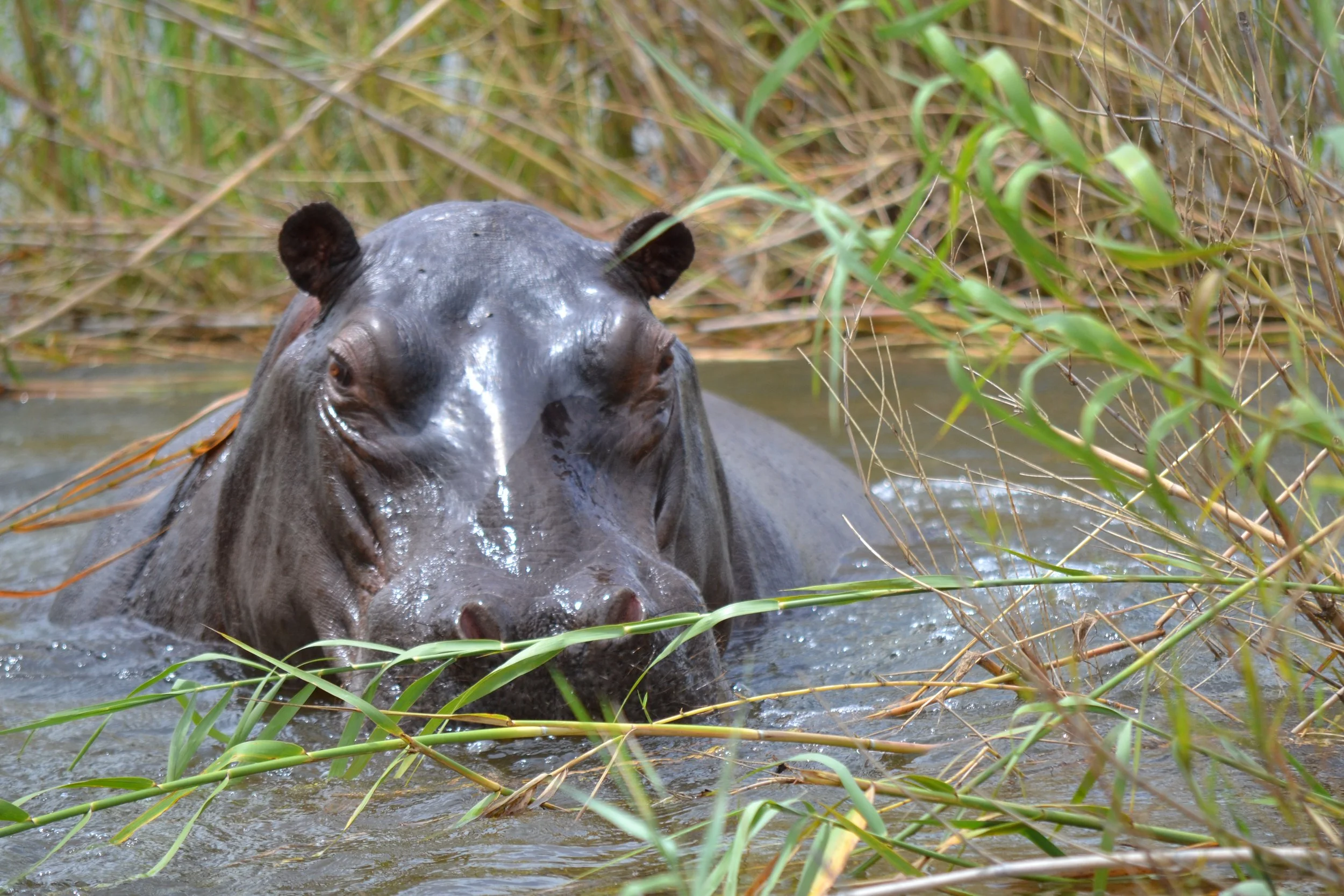 Hippos kind of freak me out. They're not nice animals. Very territorial. And at the risk of anthropomorphizing this one, yikes! On a boat trip on the Chobe River from Jackalberry Chobe Lodge, Botswana. February 2026. 