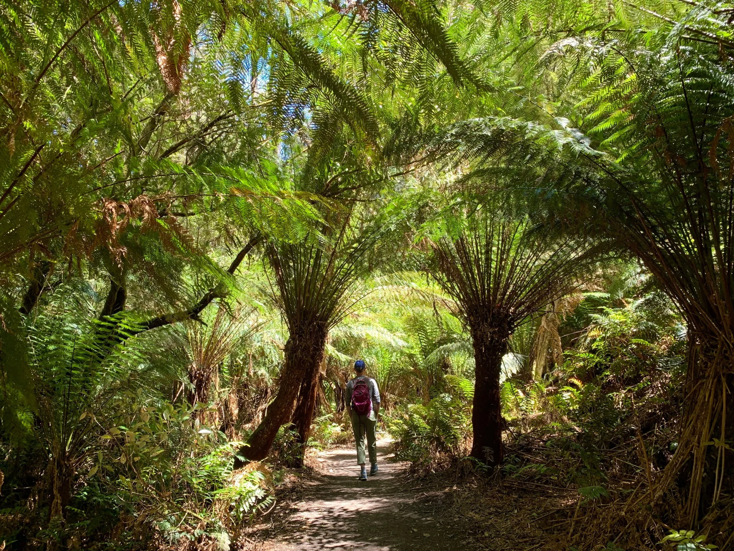 Great Otway National Park, Victoria, Australia. November 2019.
