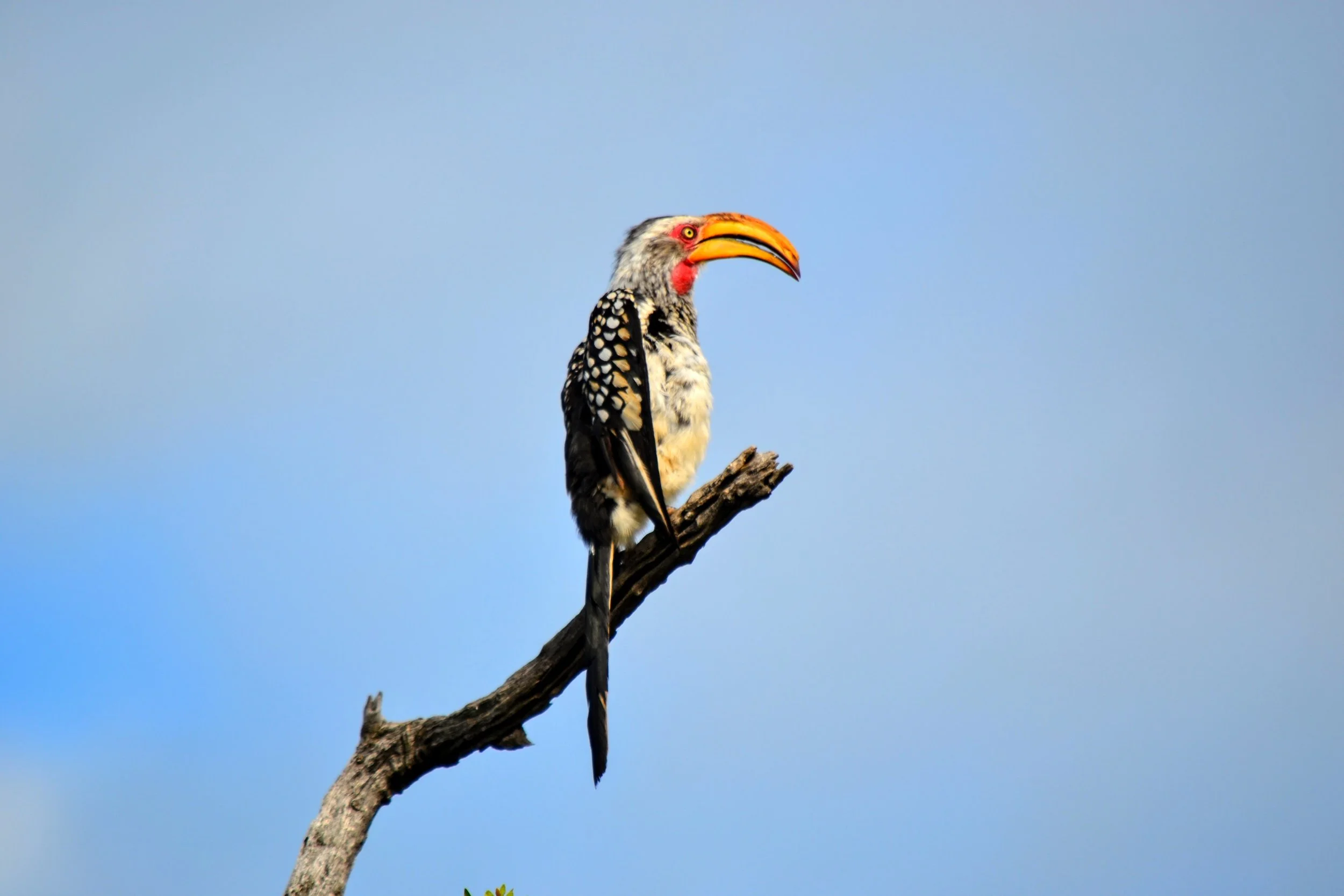 A hornbill of some kind. Madikwe Game Reserve, South Africa. February 2020. 