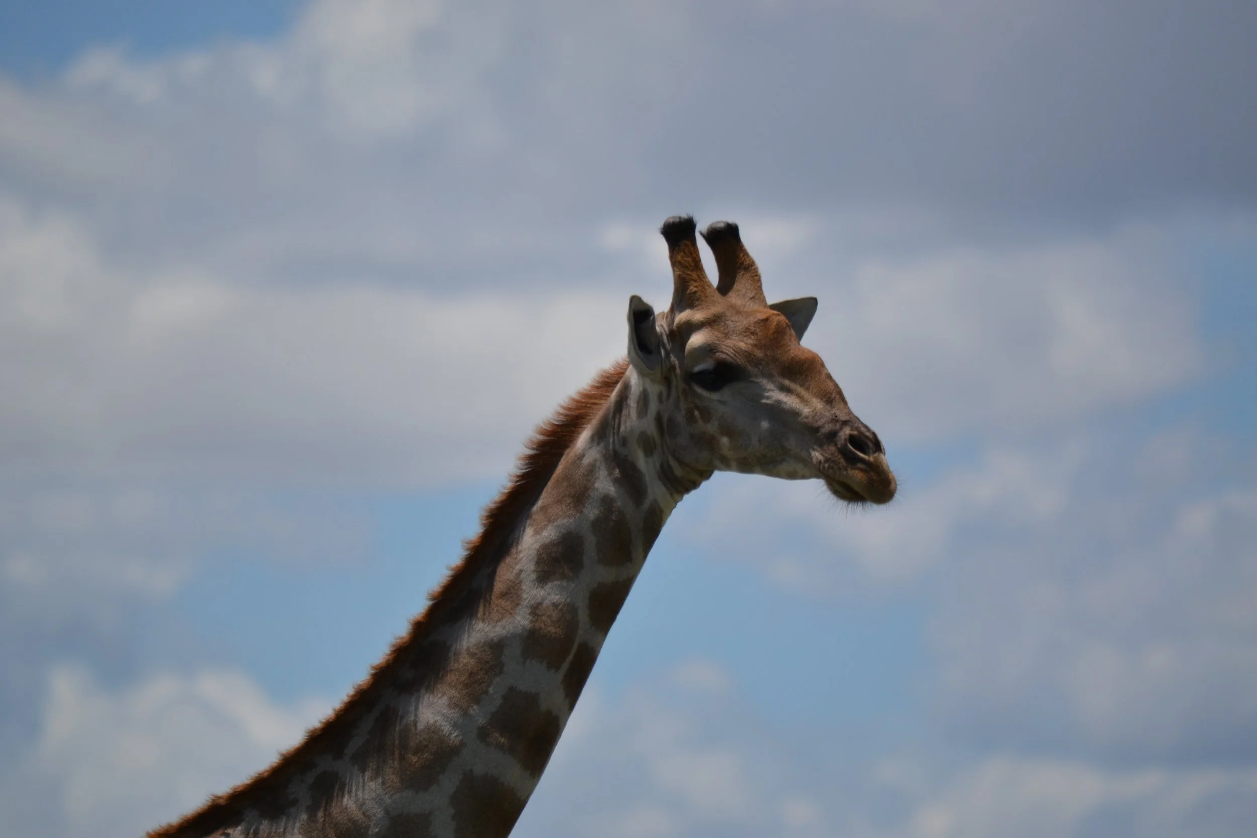 I love giraffes. Chobe National Park, Botswana. February 2026. 
