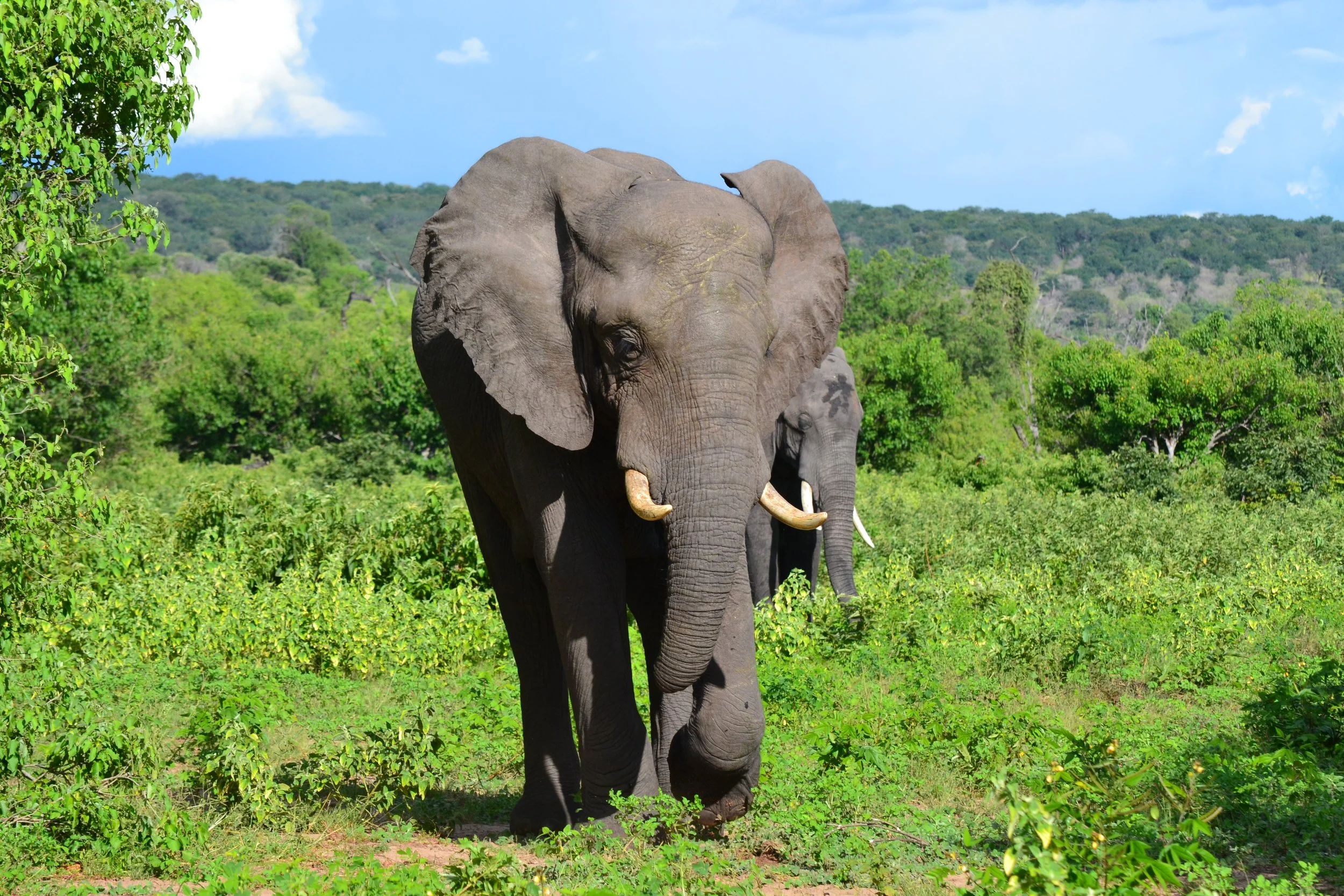 An elephant that is missing part of his trunk. It was fascinating to watch how he'd adapted. Chobe National Park. February, 2026. 