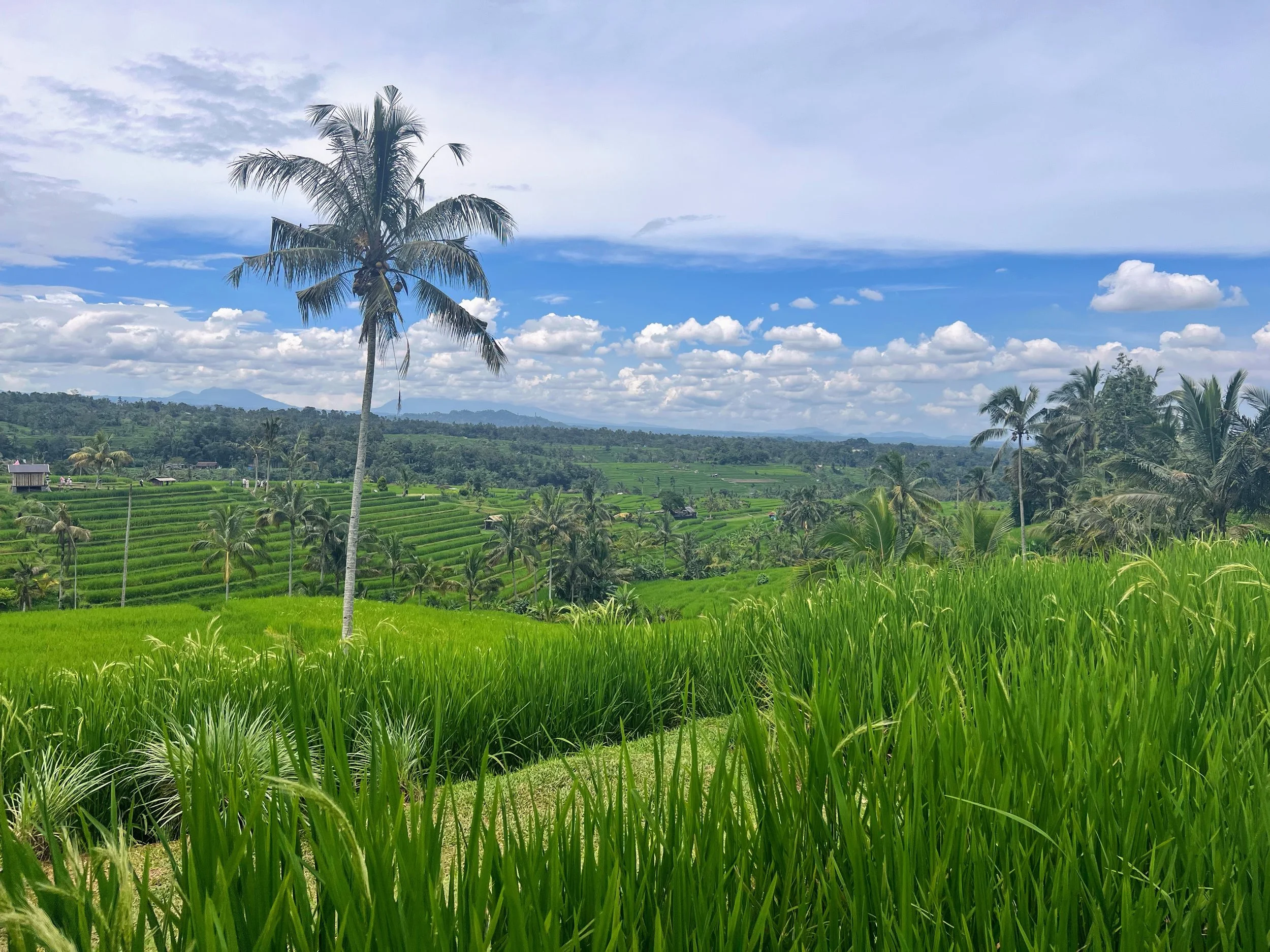 The amazingly green rice paddies of Jatiluwih, a UNESCO world heritage site in Bali, Indonesia. May 2025. 