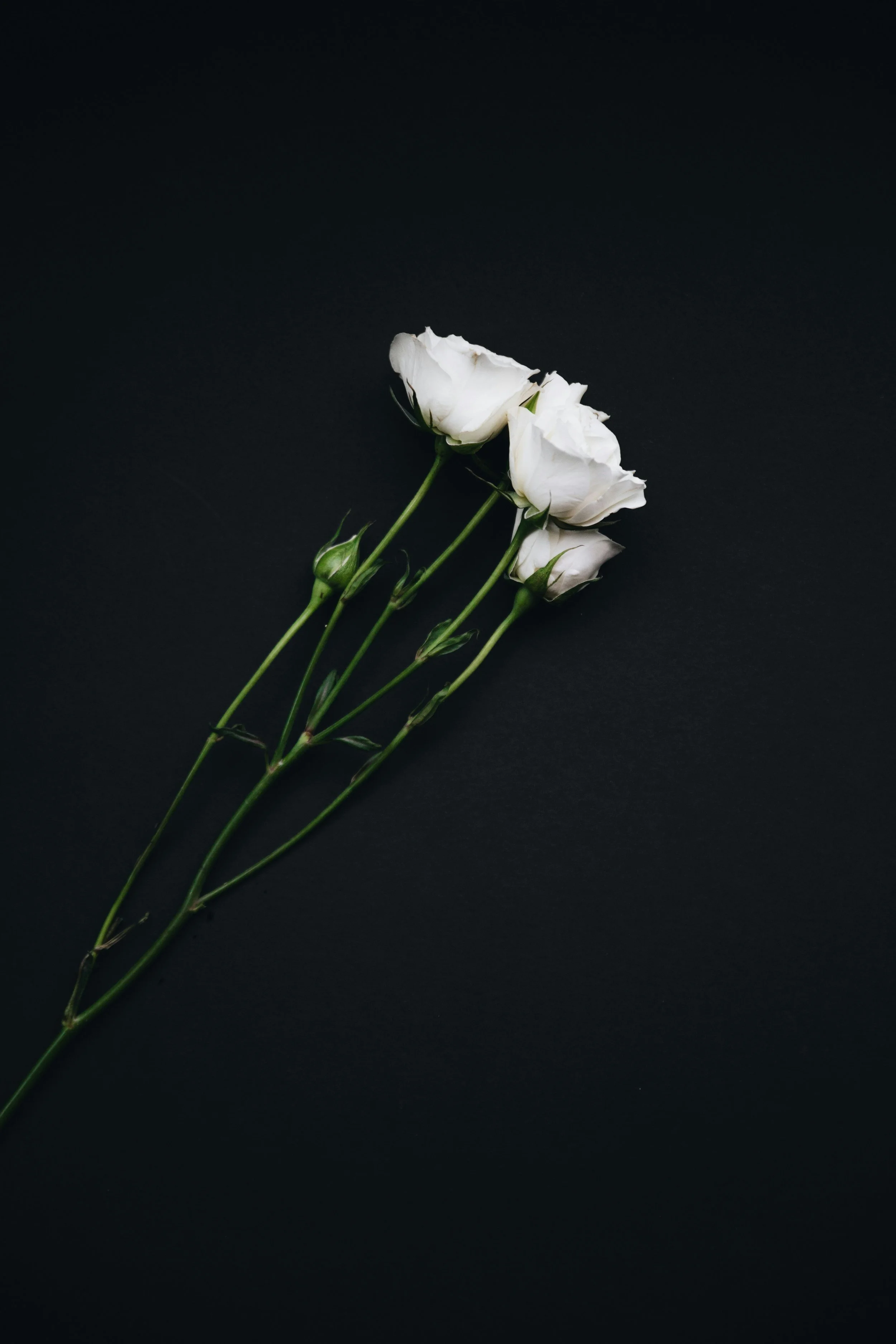 Three white lisianthus flowers on black background