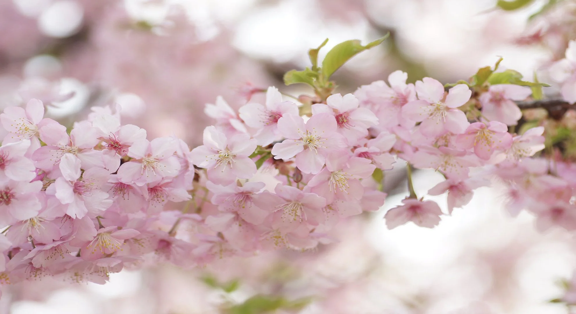 Close-up of pink cherry blossoms on a tree branch with a soft-focus background.