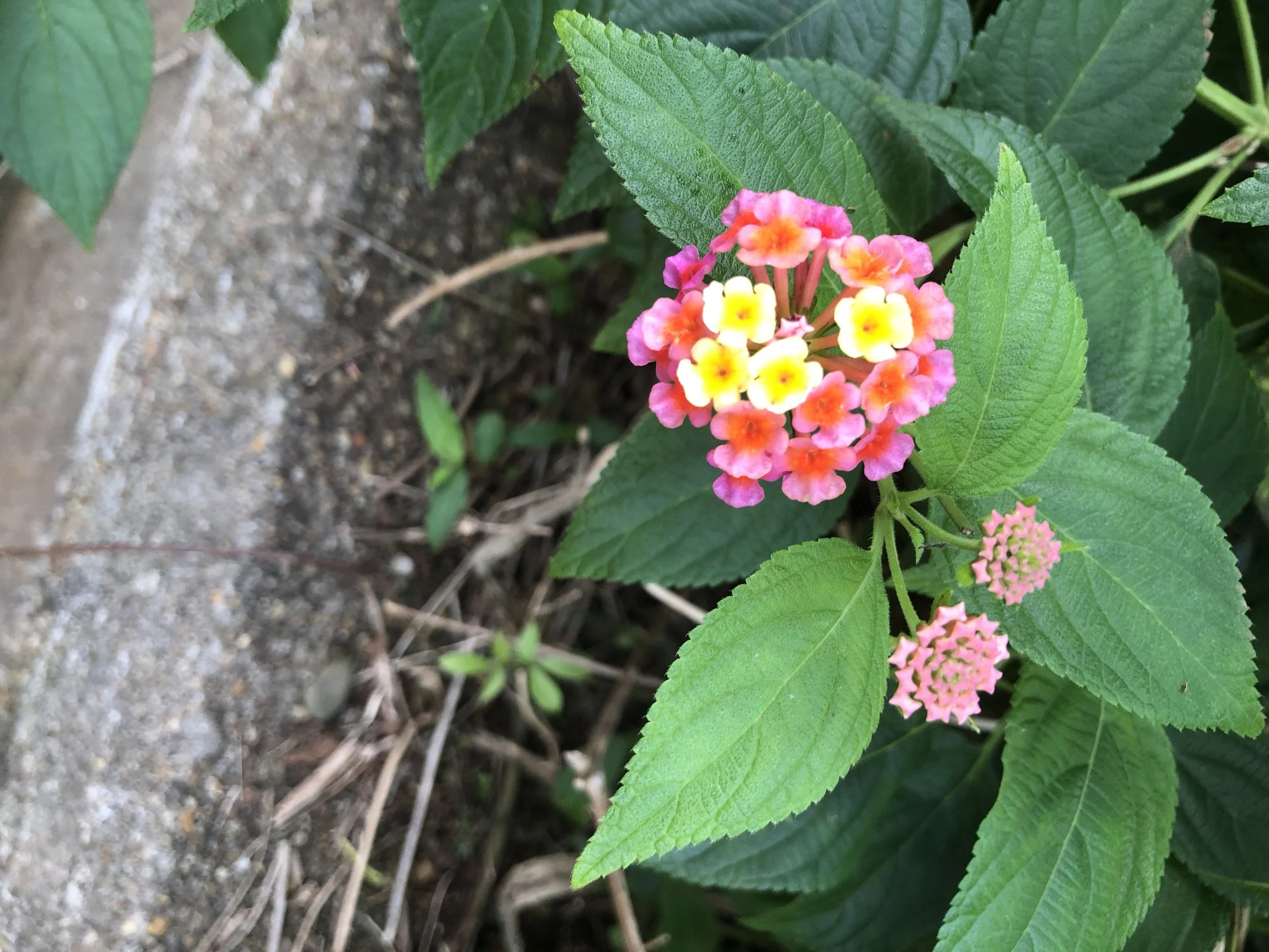 Ahimsa - Inside and Out