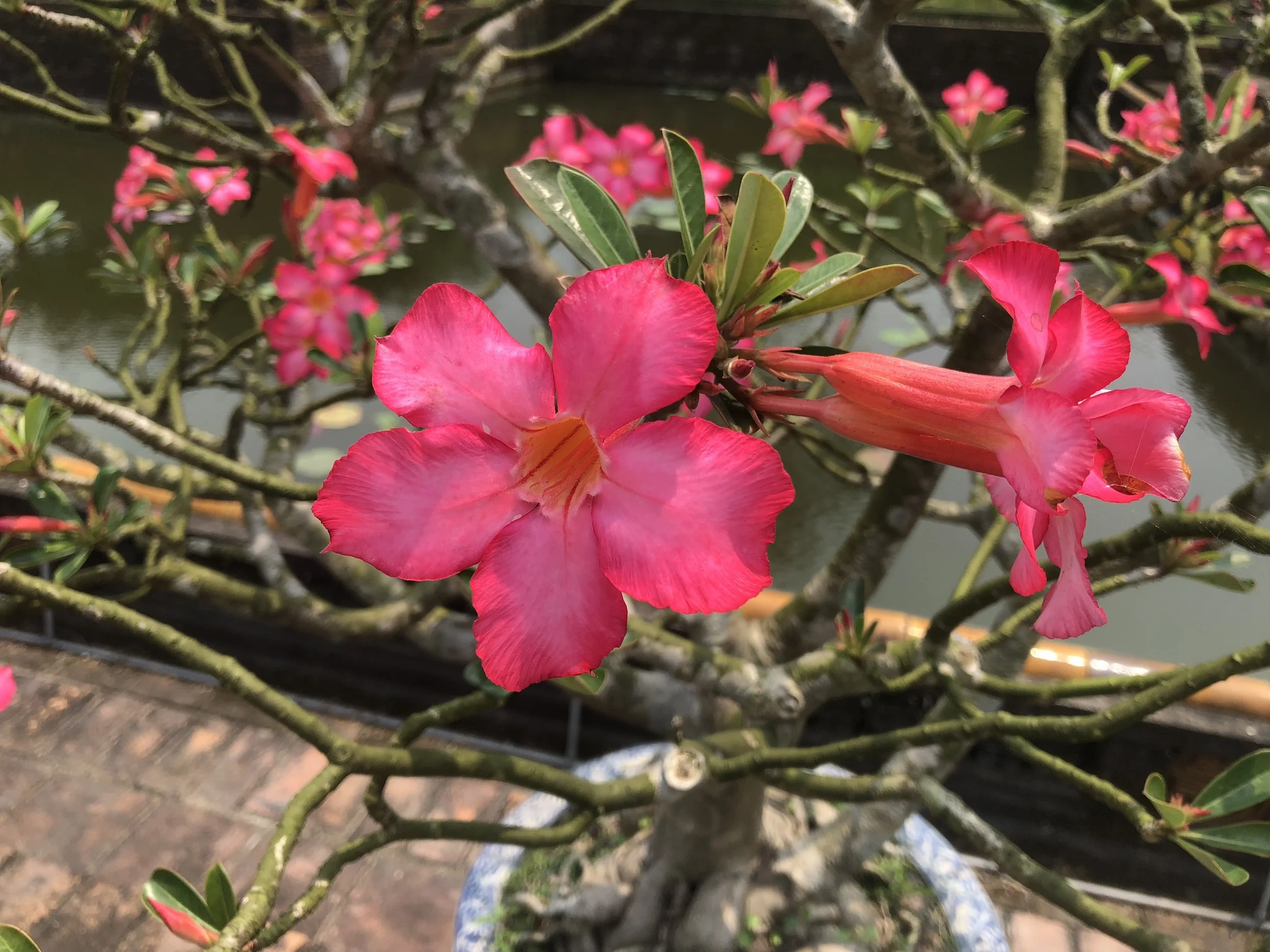 Ahimsa, Inside and Out