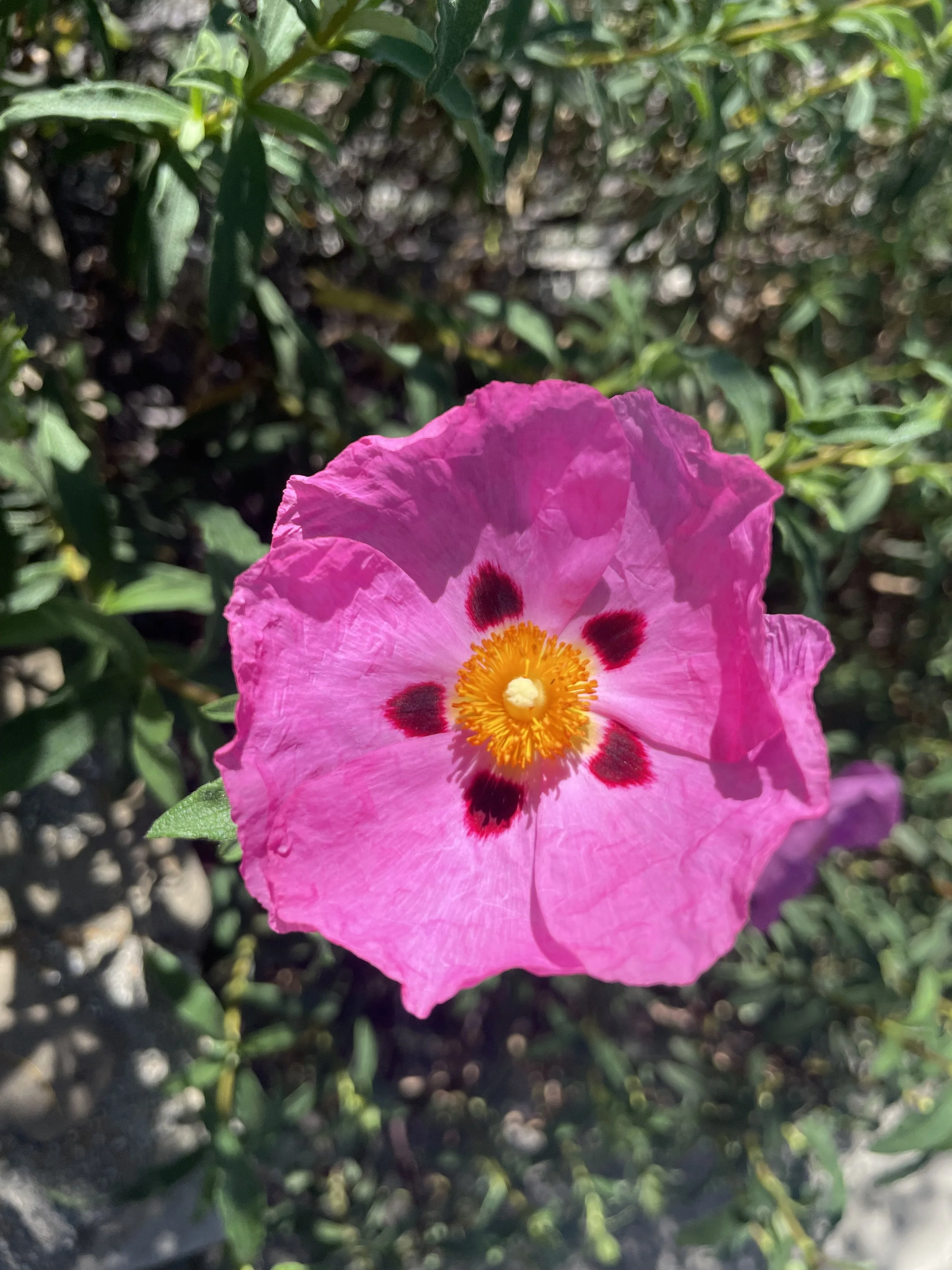 Resource: Video on Affirmations