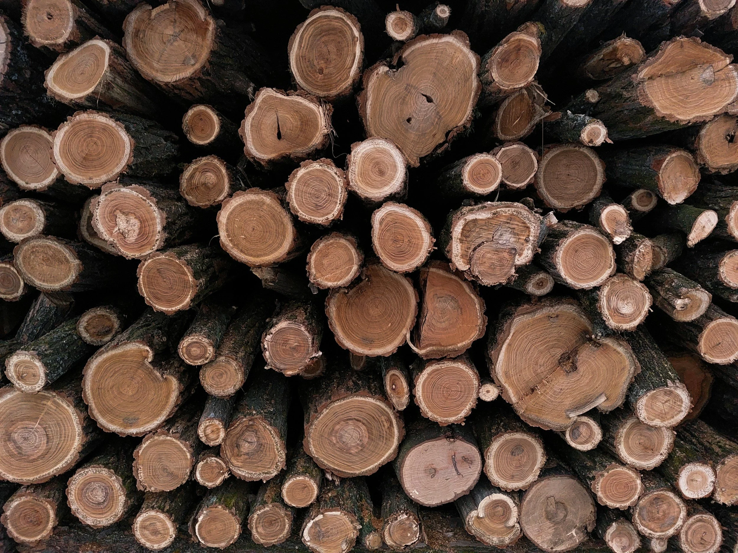 Stacked cut logs with visible tree rings and bark.