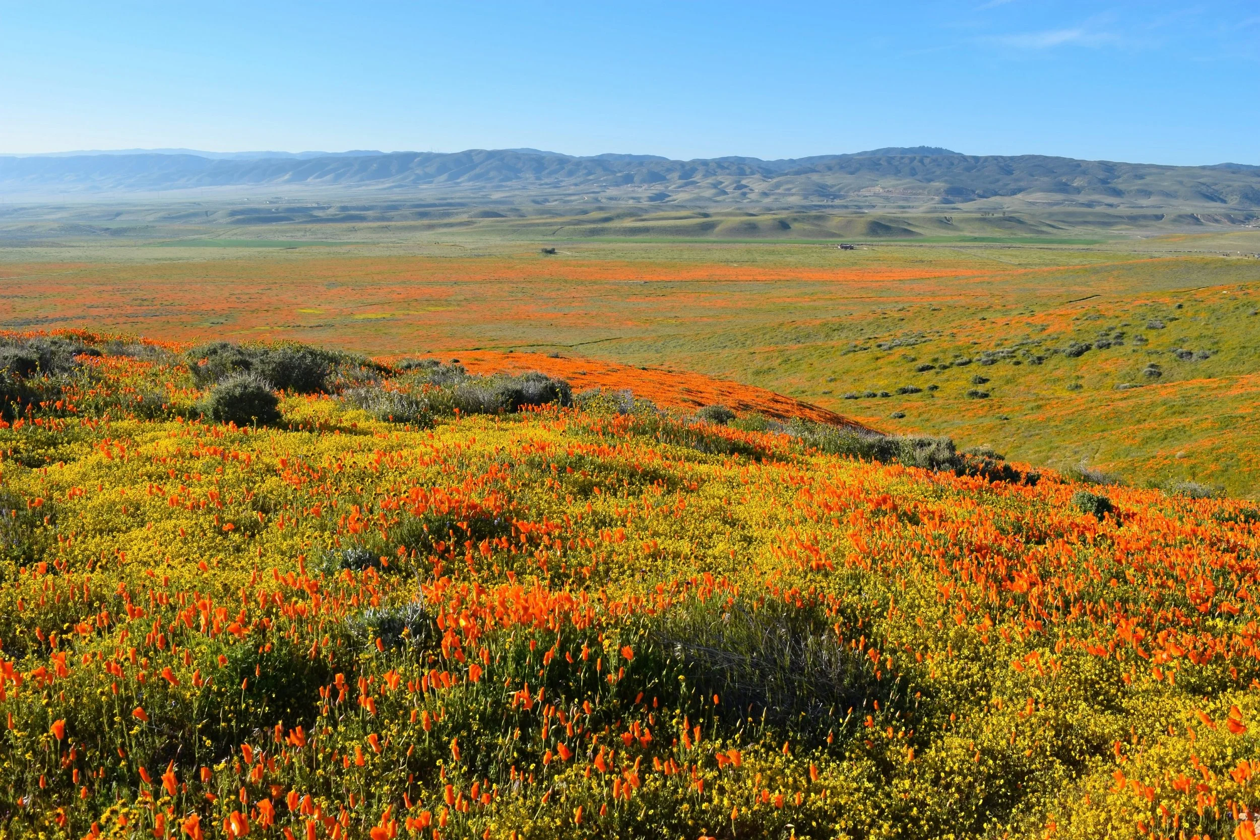 A vast field filled with orange and yellow wildflowers with a mountain range in the background under a clear blue sky.