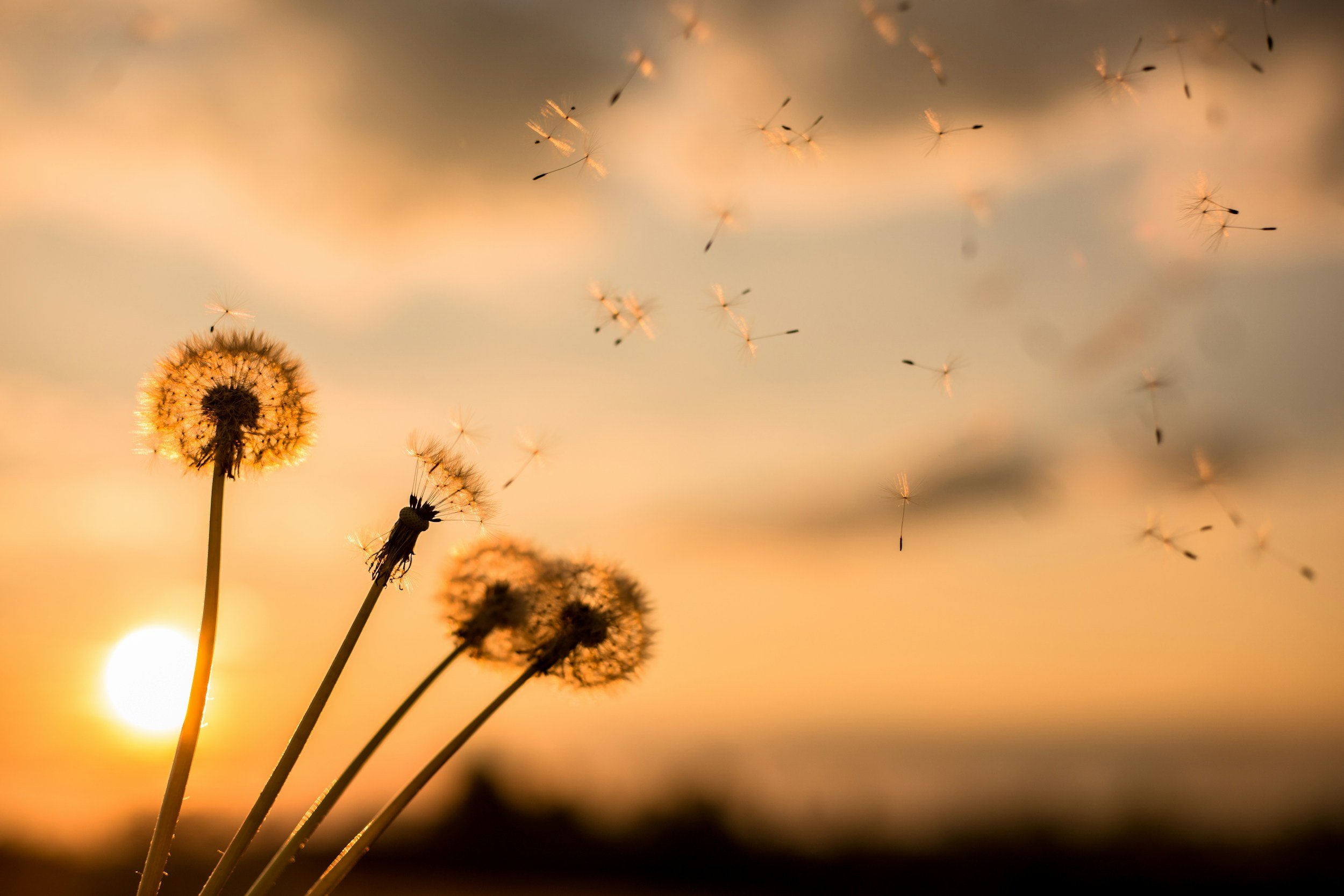 Close-up of dandelions blowing in the wind during sunset.