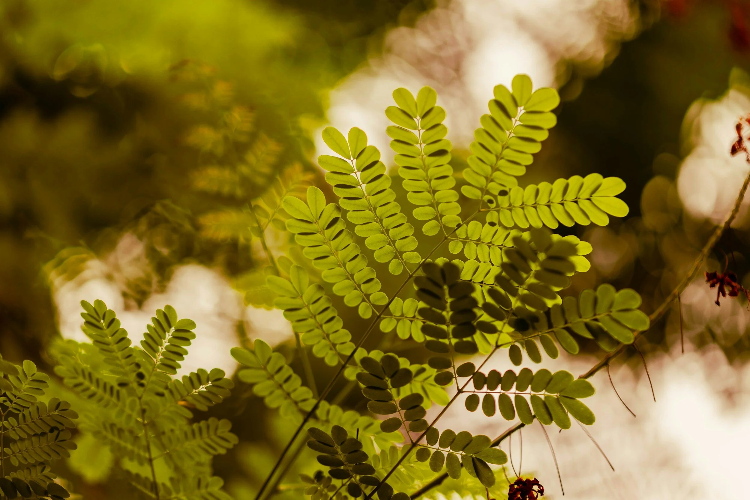 Close-up of green fern leaves with sunlight filtering through in the background.