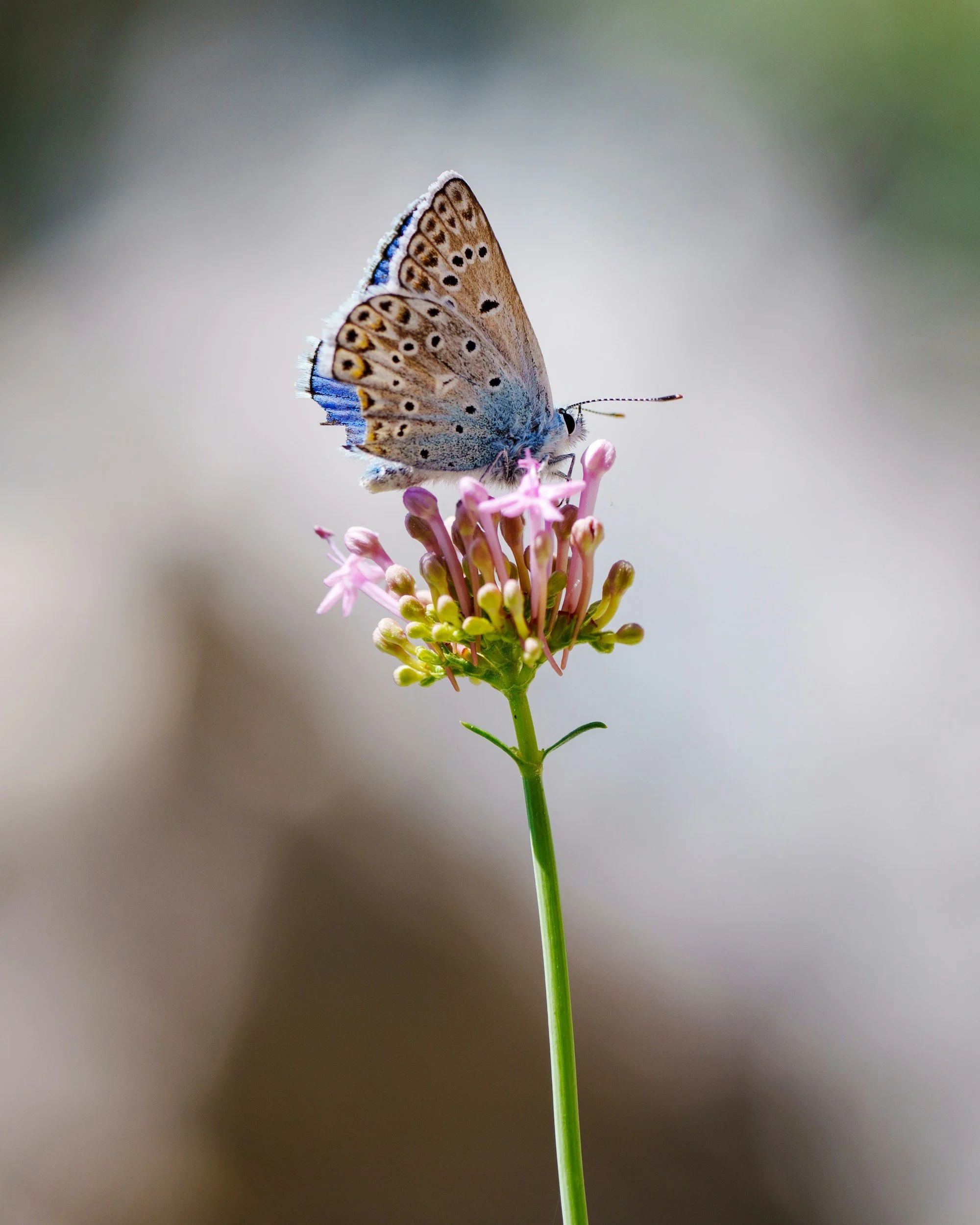 A butterfly with brown, black, white, yellow, and blue markings on its wings perched on a pink flower cluster