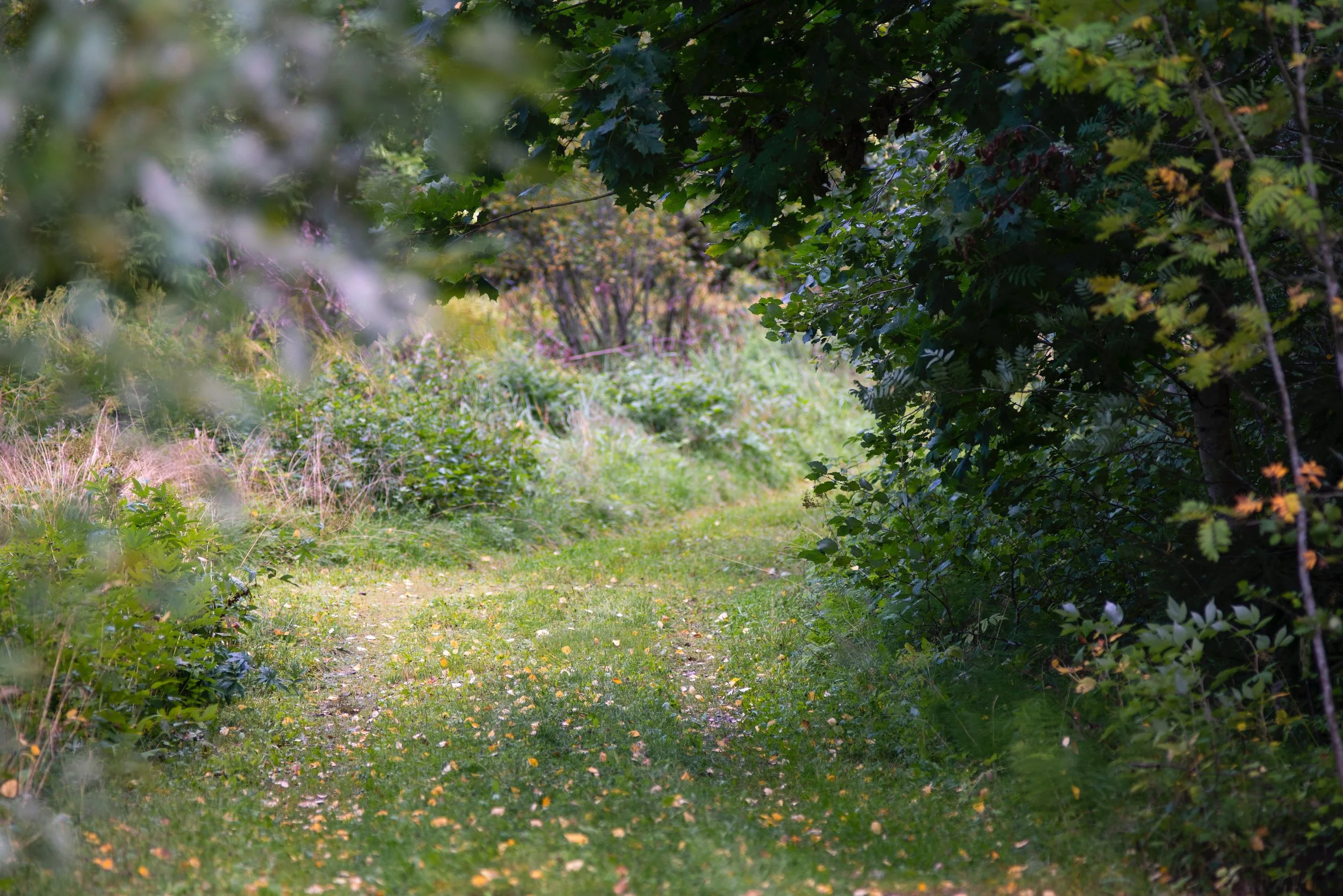 A small green grassy pathway surrounded by dense green trees and shrubs, with sunlight filtering through the leaves.