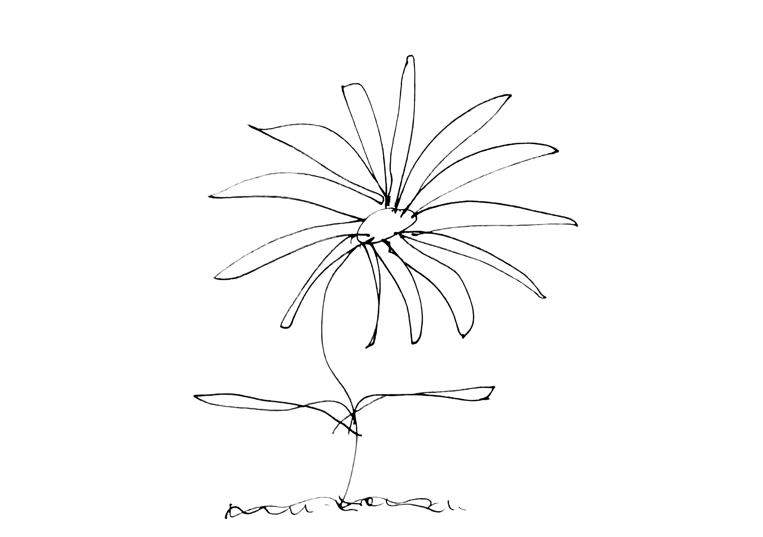 Dr. Nancy Flagg Daisy blooming, original sketch