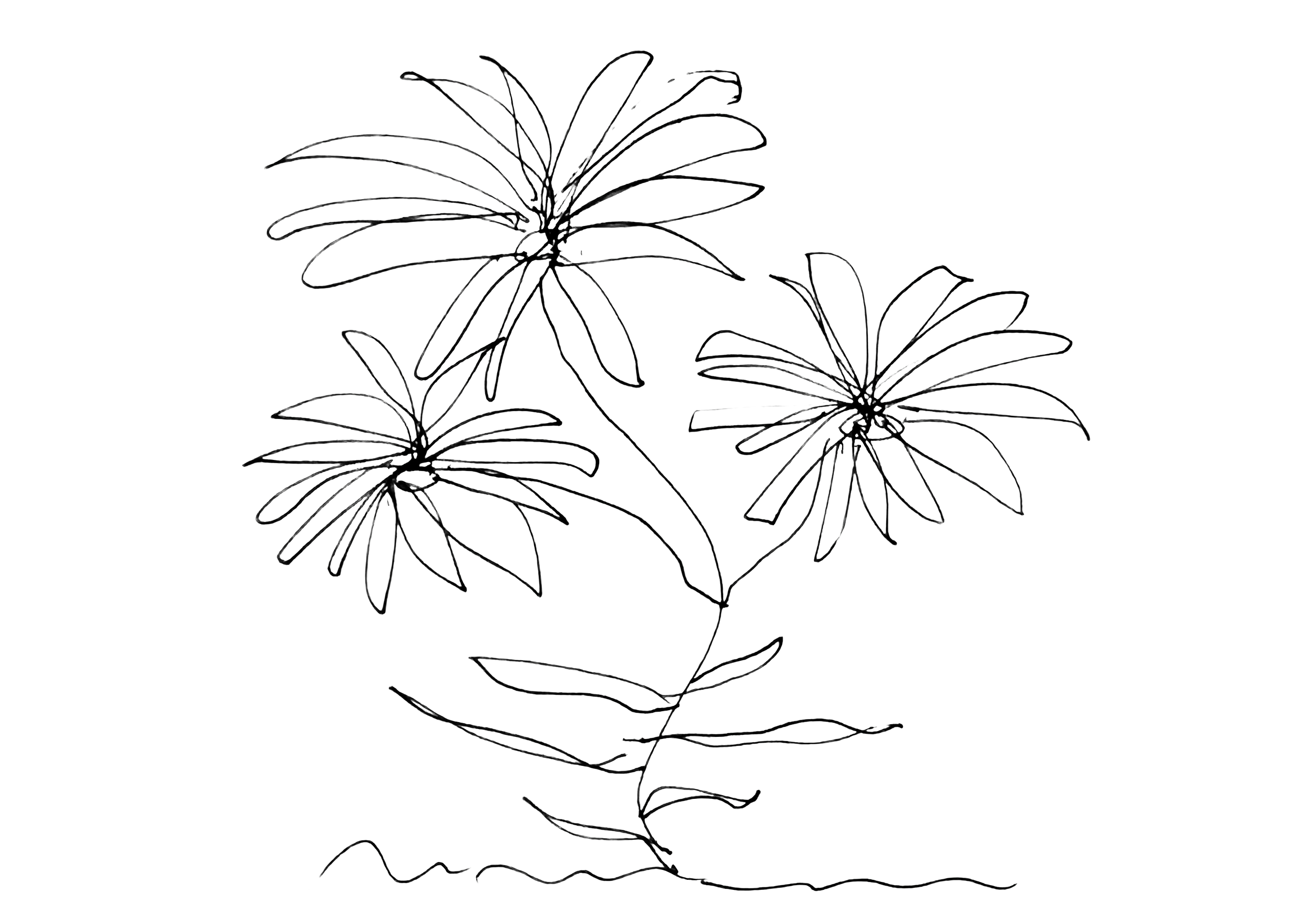 Dr. Nancy Flagg Multi-blooming Daisy with three flowers on a single stem, original sketch