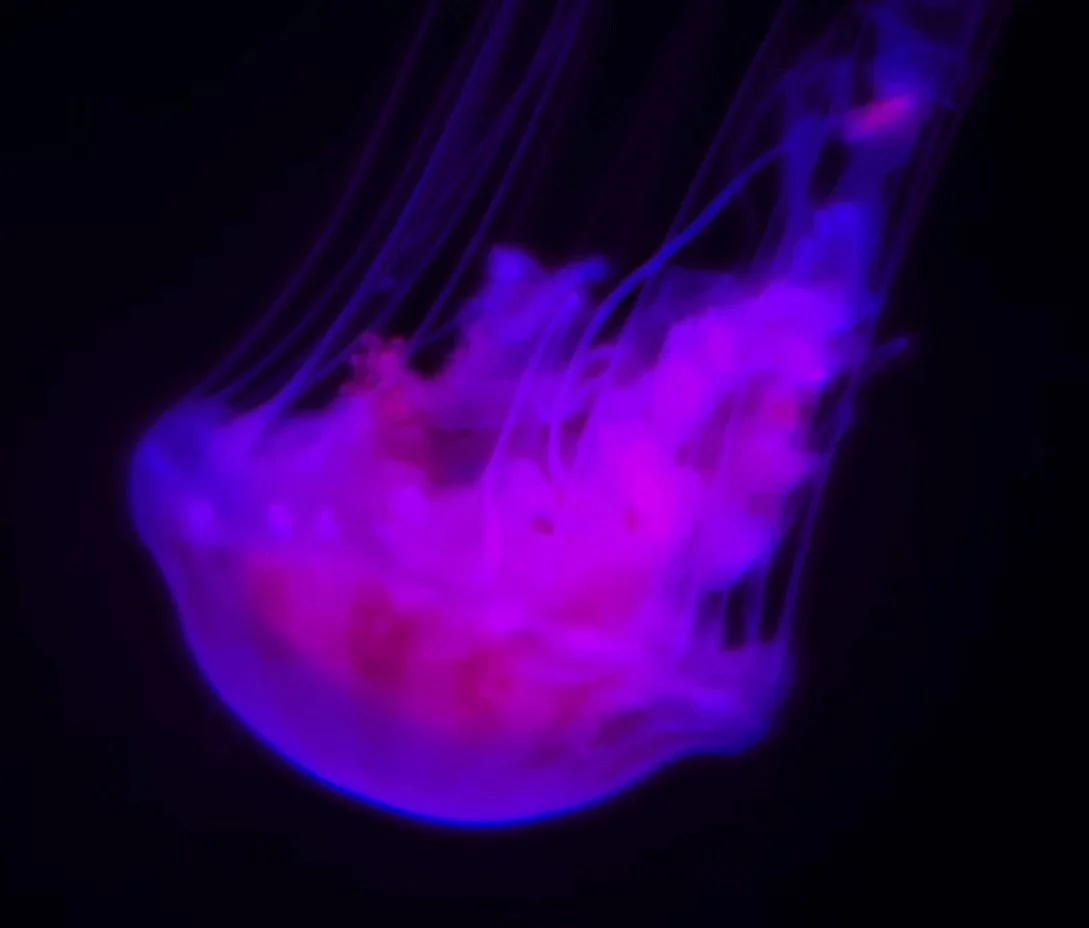 624283308_10166510290968906_7651820465504673513_n.jpg