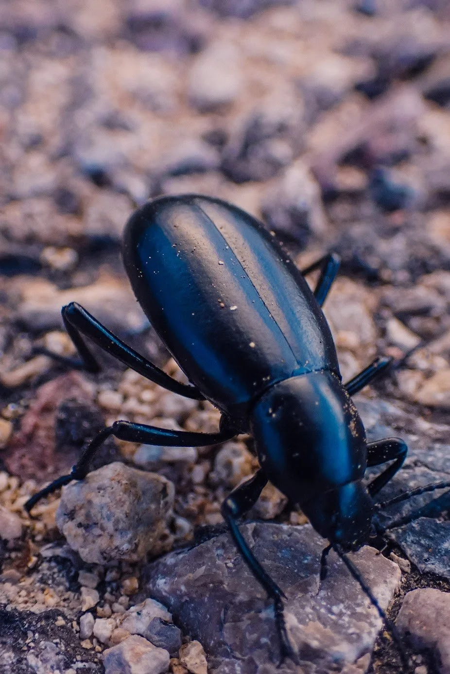 Bugs