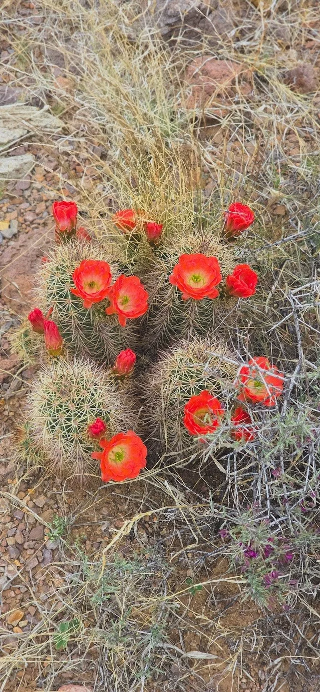 243-20260411_104421.jpg