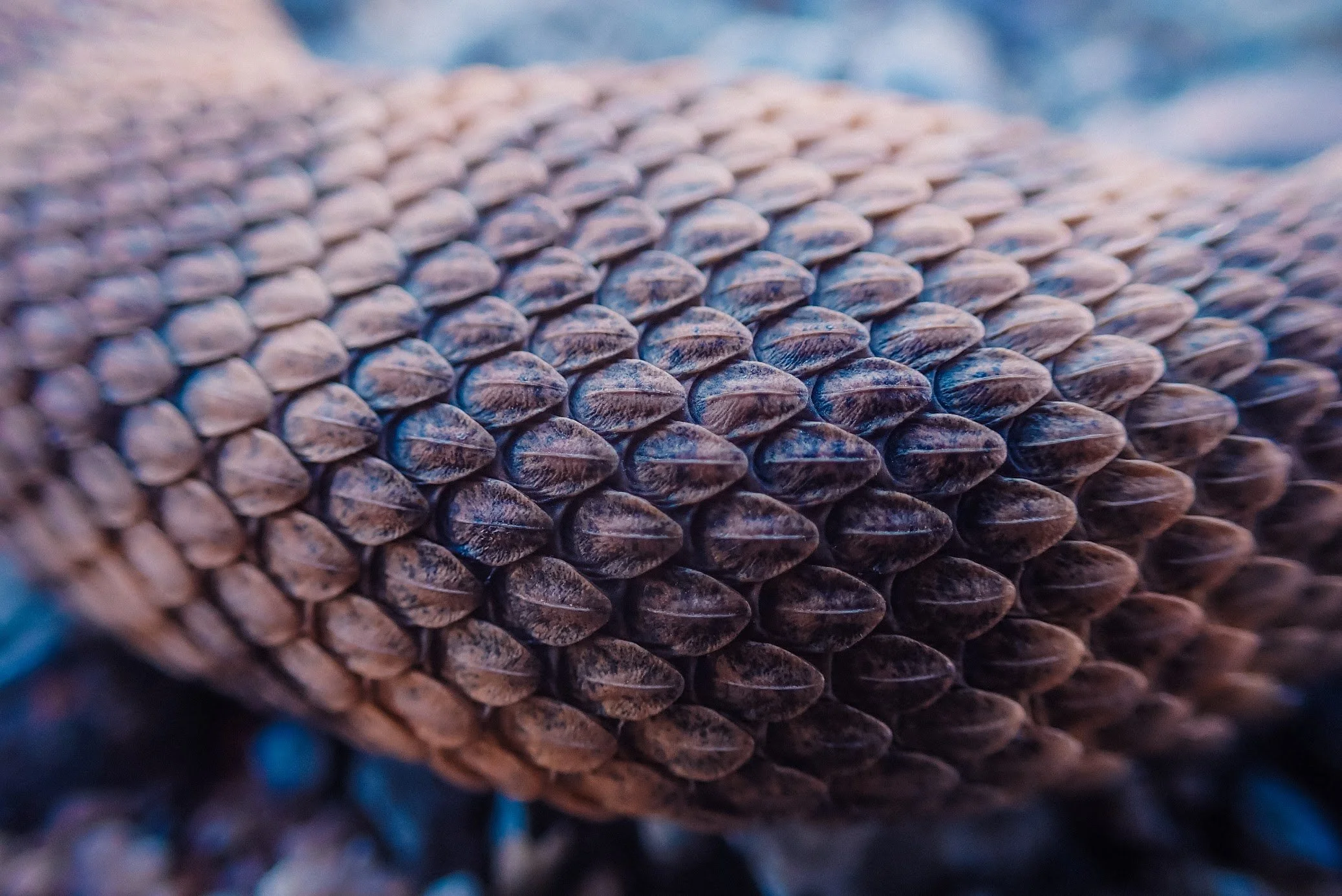 Herpetology