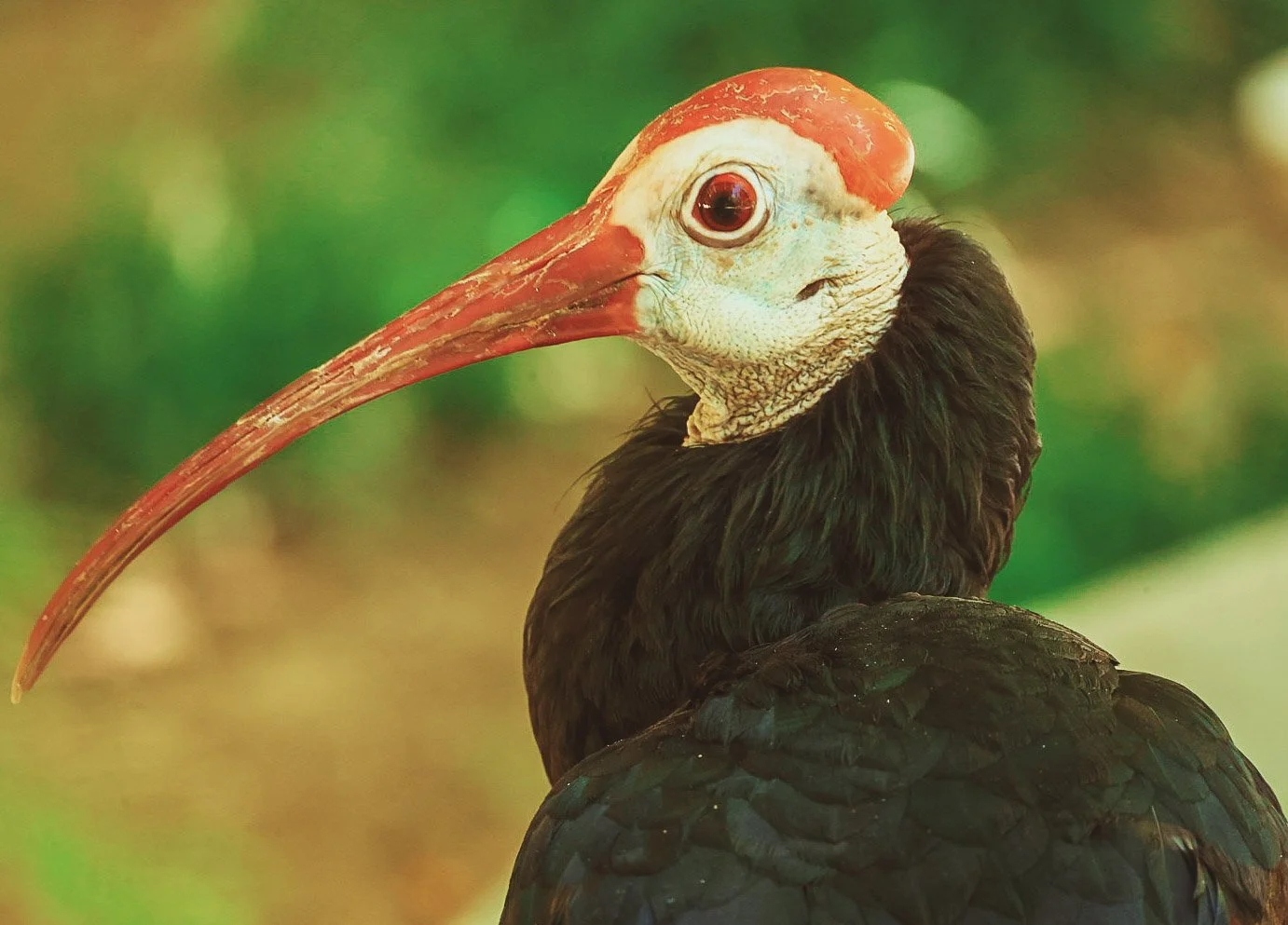 Birds Are Reptiles, Too